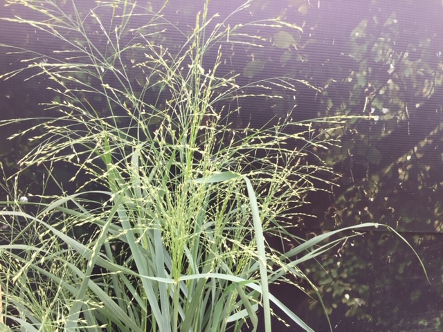 Panicum Virgatum Praerie Sky I Cmt Gr Ser Stauden Duft