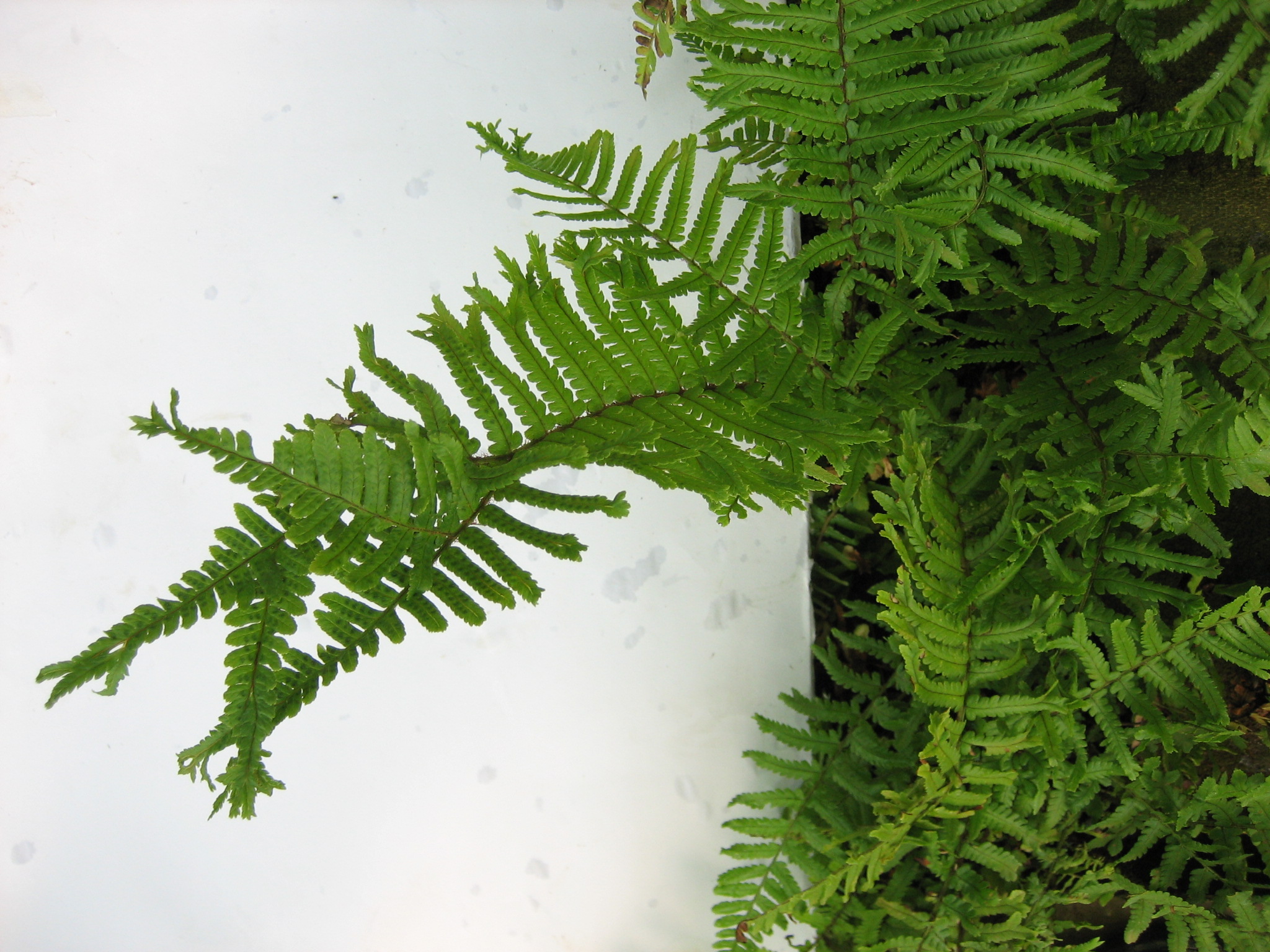 Dryopteris Affinis Polydactyla Dadds I 9cm T