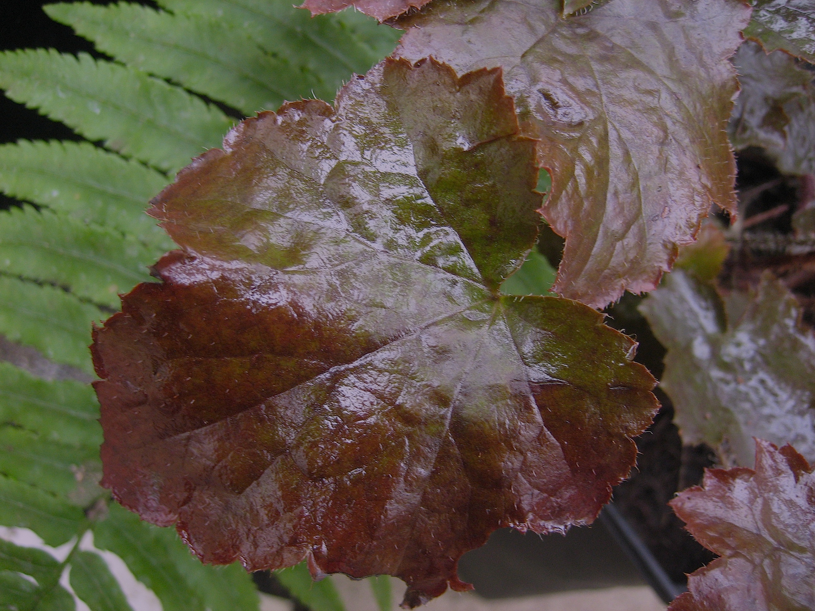 Heuchera micrantha Palace Purple i 13cmT Purpurglöckchen Stauden