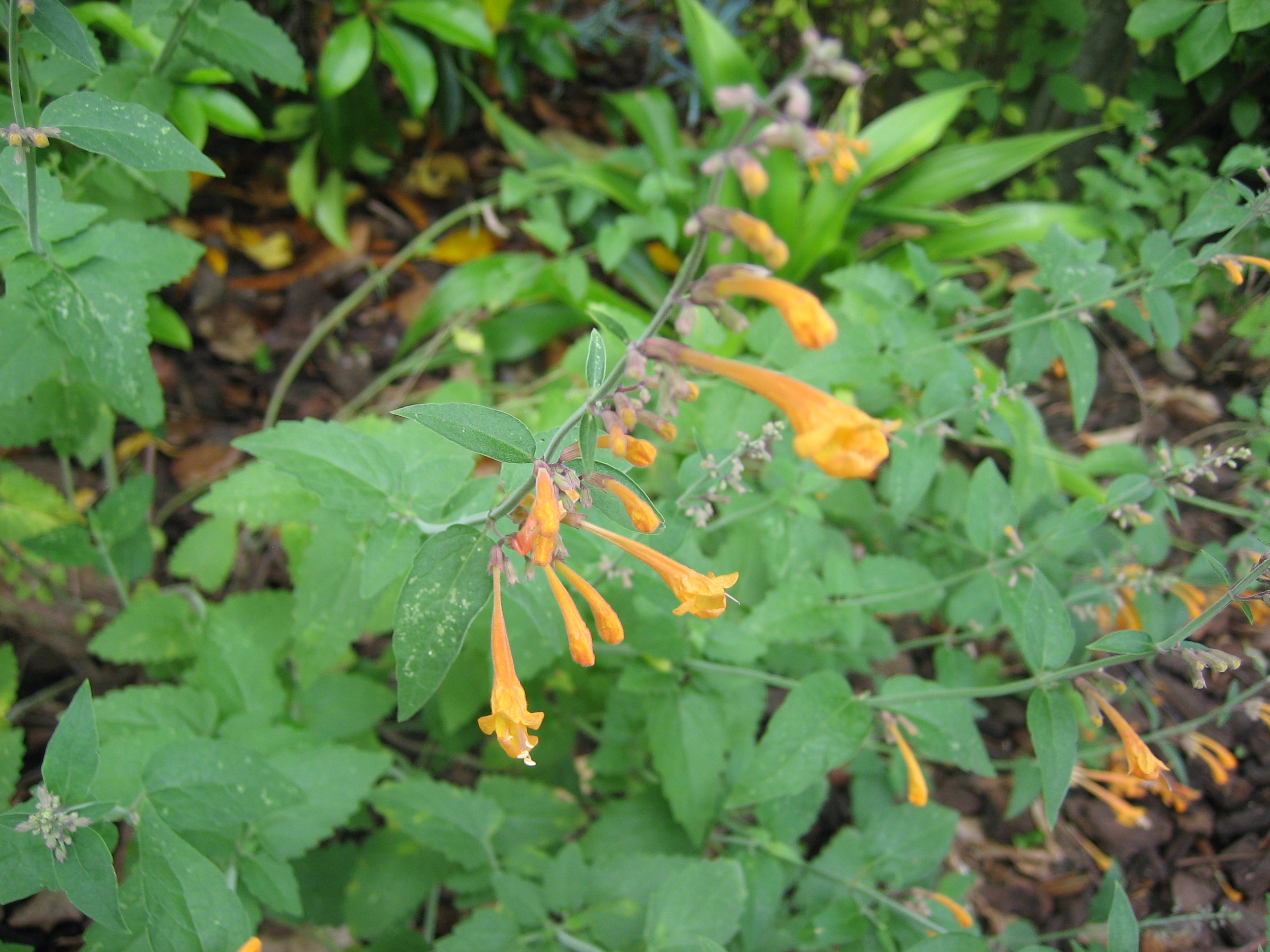 Agastache X Aurantiaca Apricot Sunrise Apricot Sunrise I Cm T