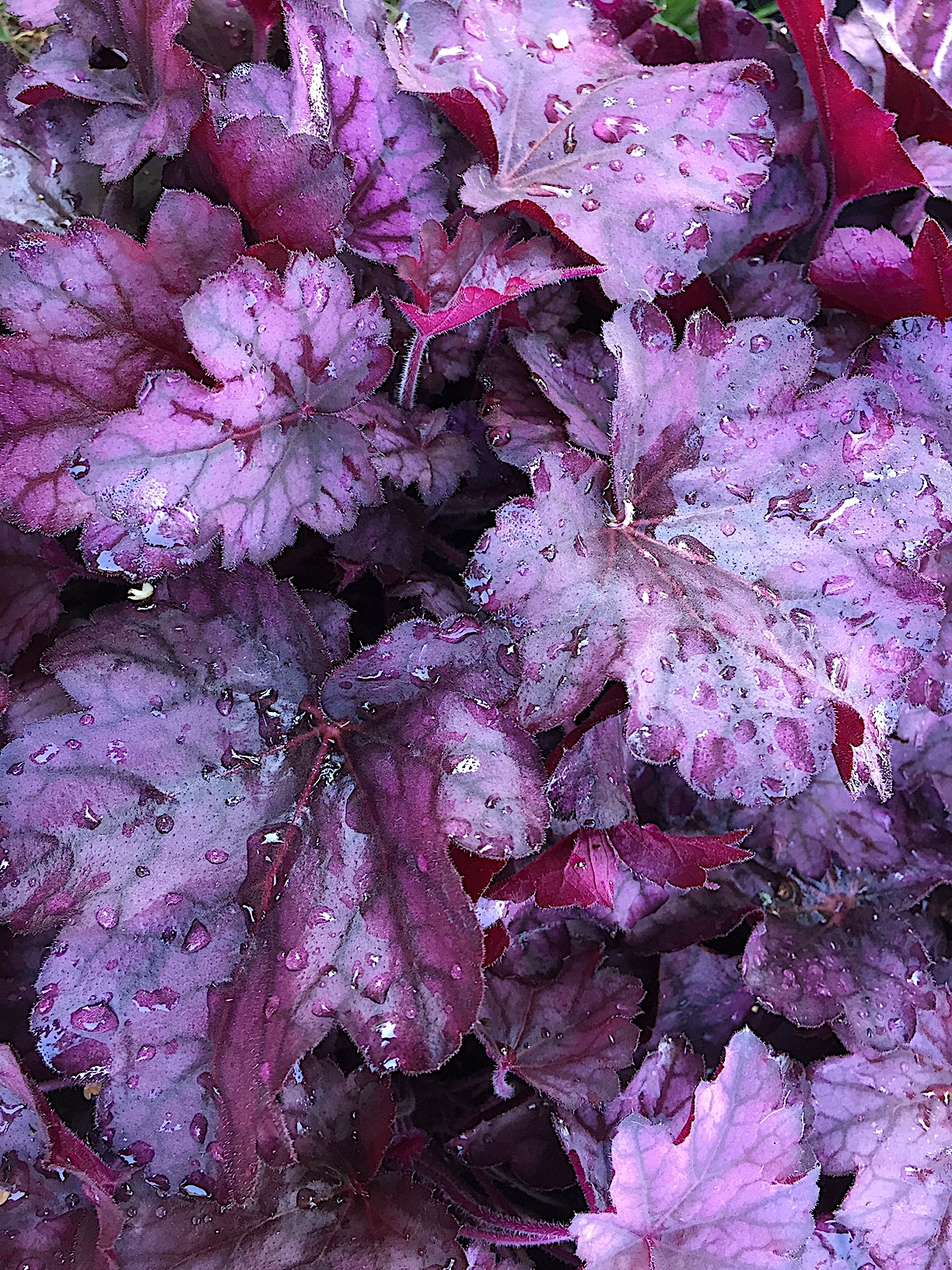 Heuchera micrantha Rex Purple i 12cmT Purpurglöckchen Stauden