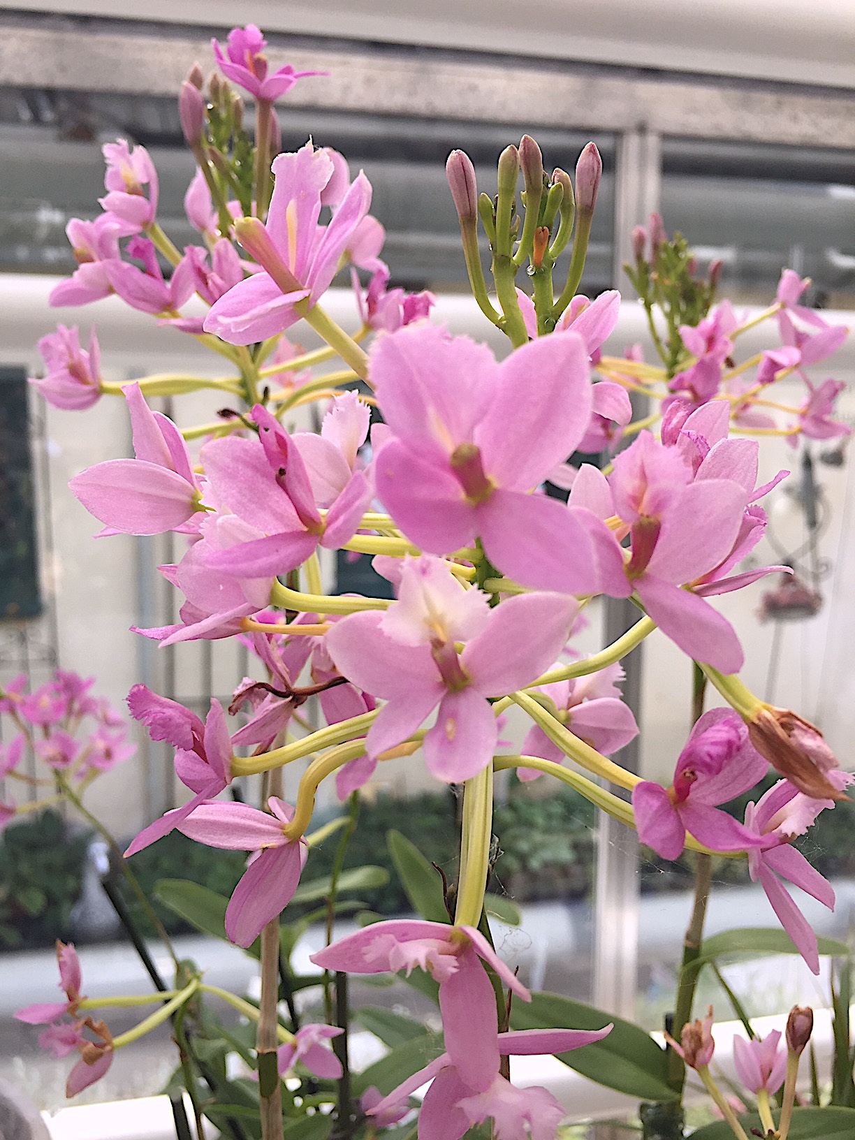 Epidendrum radicans rosa Star Hybride (i.13cmT.)