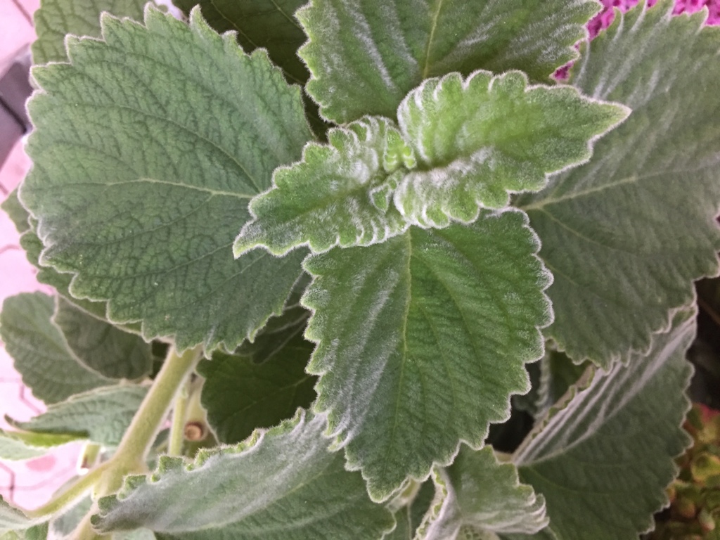 Plectranthus species „Mount Carbine“(i.9cmT.), australisches Zitronenblatt