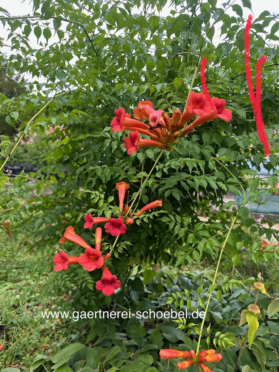 Campsis tagliabueana „Mme Galen“ (i. ca 1,5lT.), Trompetenblume, Klettertrompete