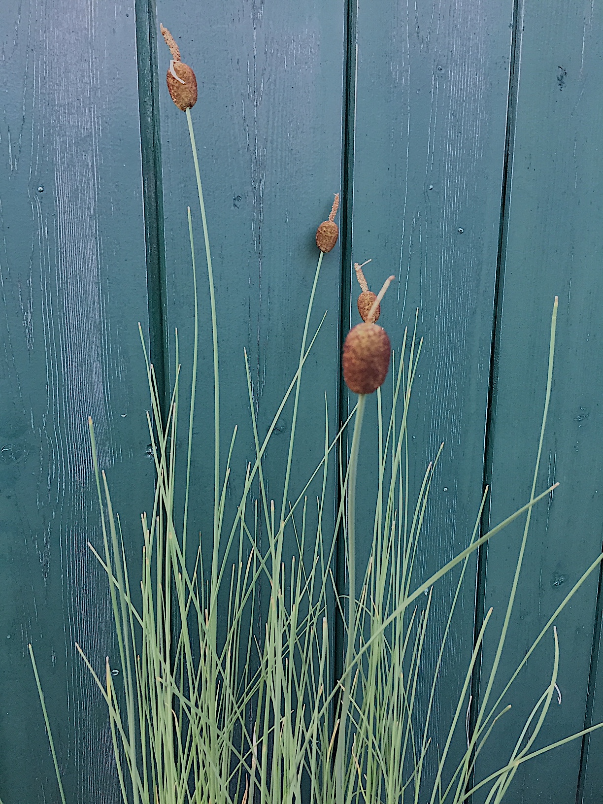 Typha minima (i.9cmT.), Zwerg Rohrkolben