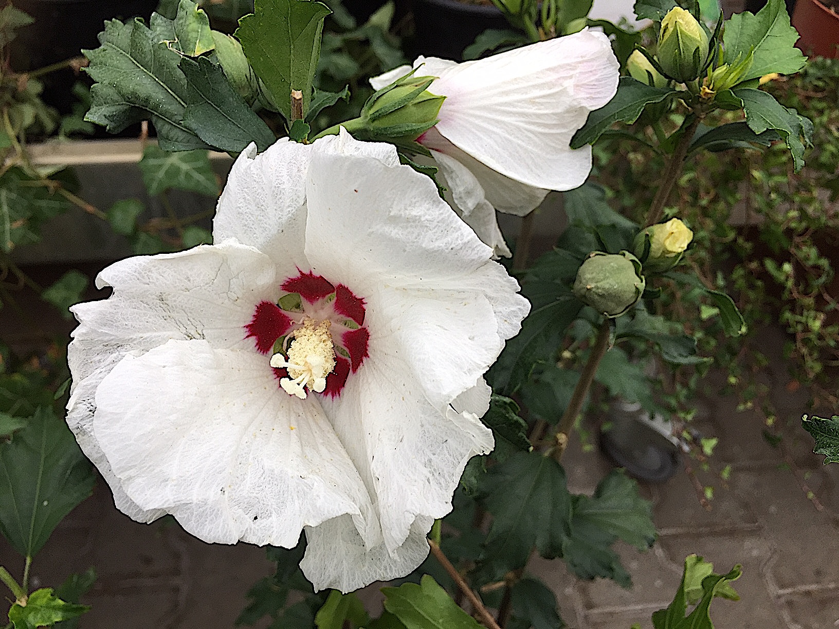 Hibiscus syriaca „Red Heart“ (i.5 l T.) Straucheibisch, Garteneibisch