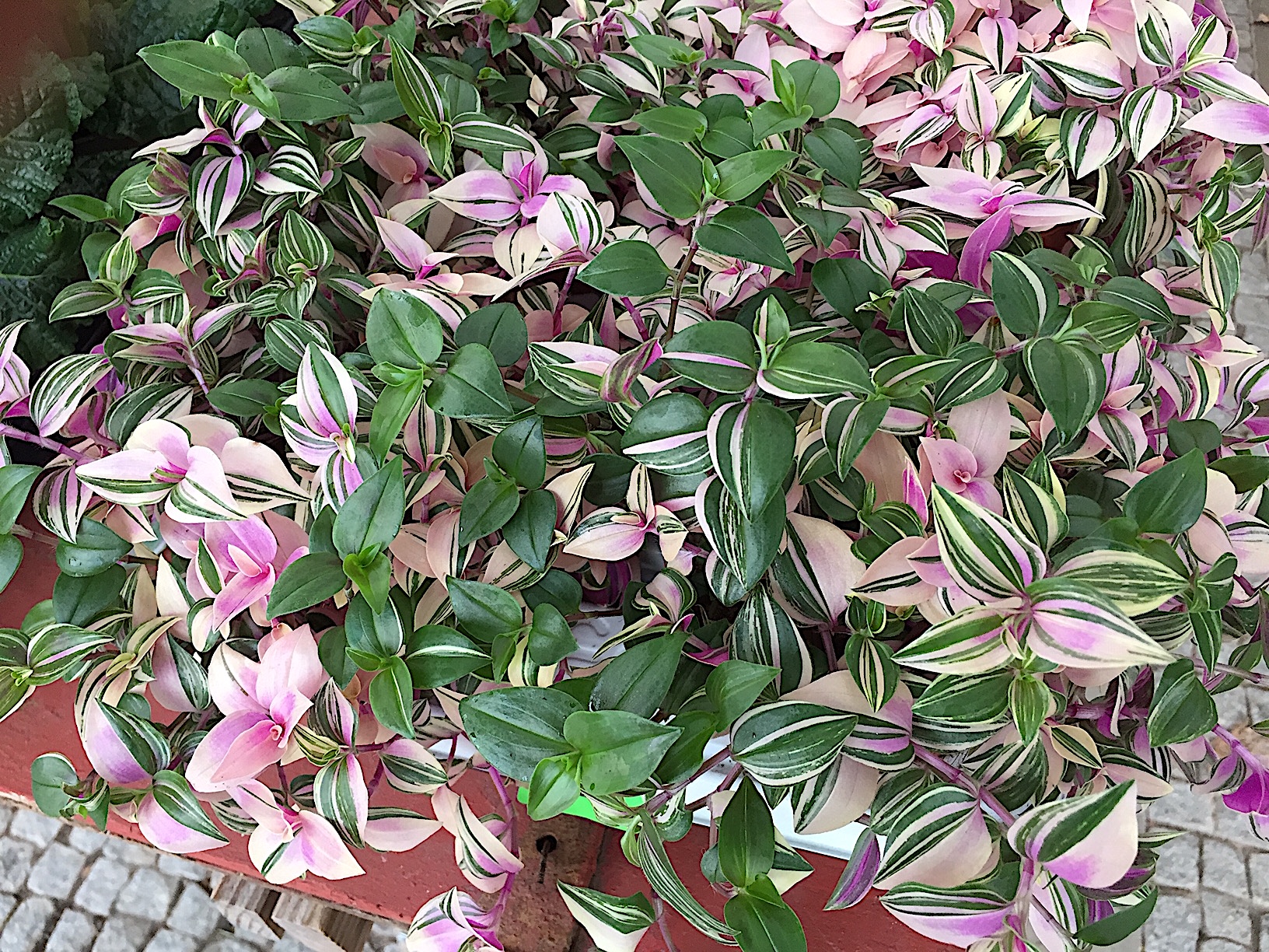 Tradescantia pendula „Quadricolor“ (i.12cmT.), Dreimaster Blume