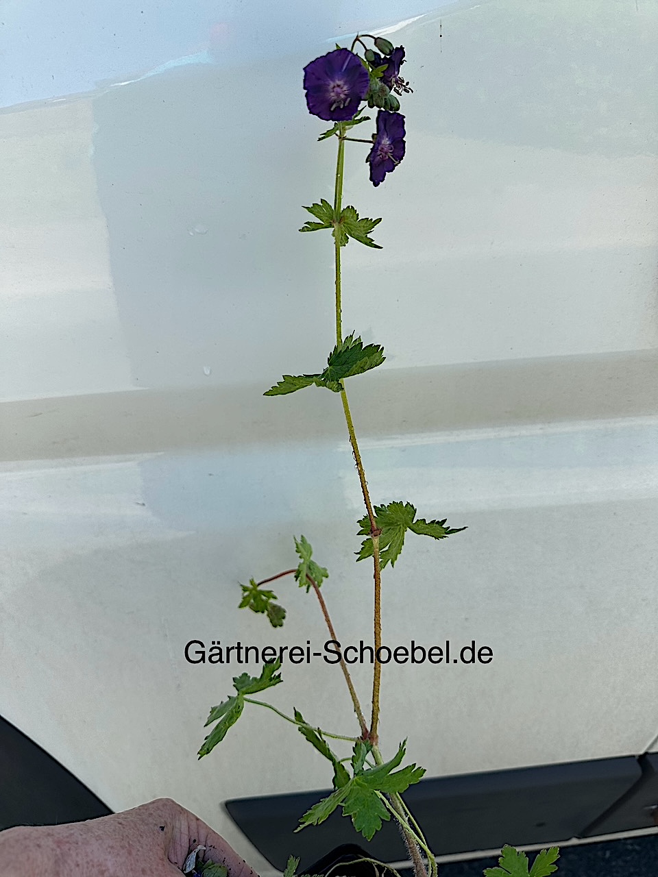Geranium  phaeum  „Raven“ (i.9cmT.), Storchenschnabel