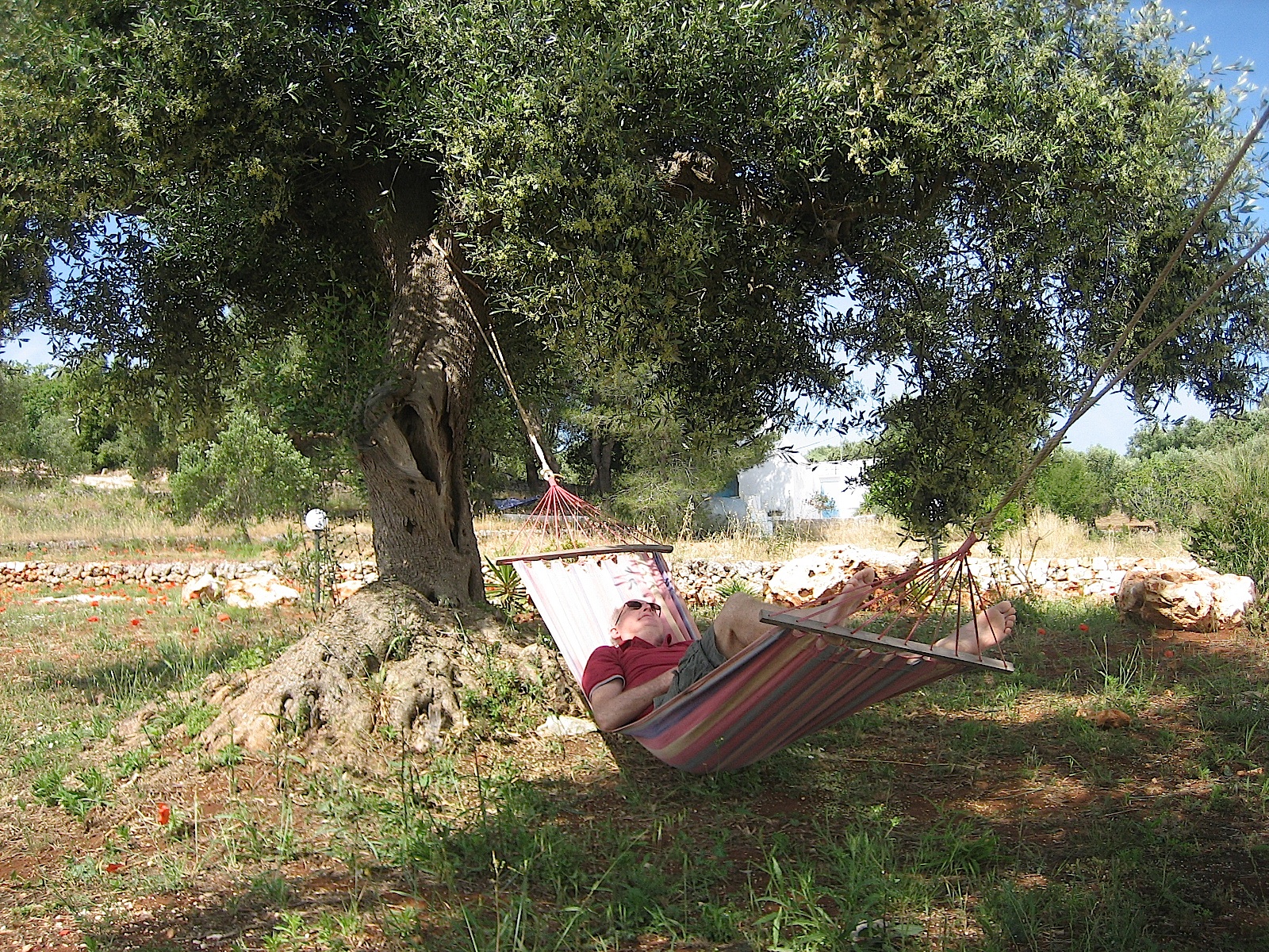 Olea europea „Cipressino“ (i.15 cmT.)(jetzt ca 45 cm hoch, ab Boden) Oliven Baum