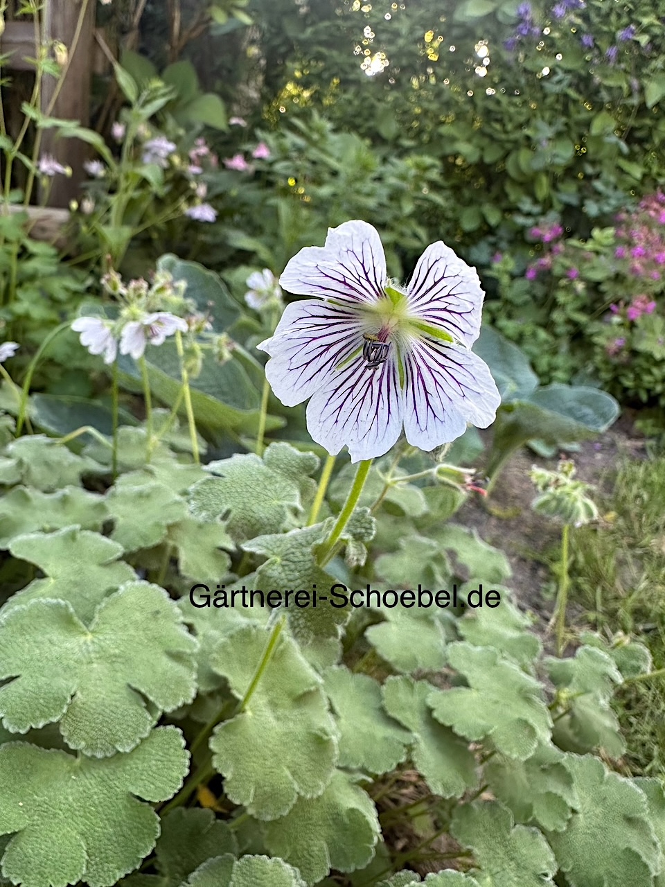 Geranium renardii  (i.9cmT.) Storchenschnabel