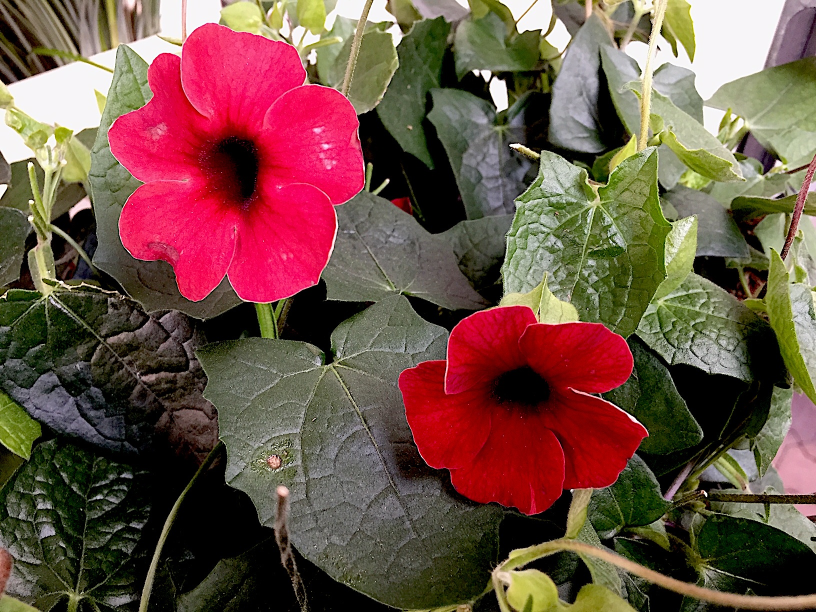 Thunbergia alata „rot“ (i.12- 13cmT.)