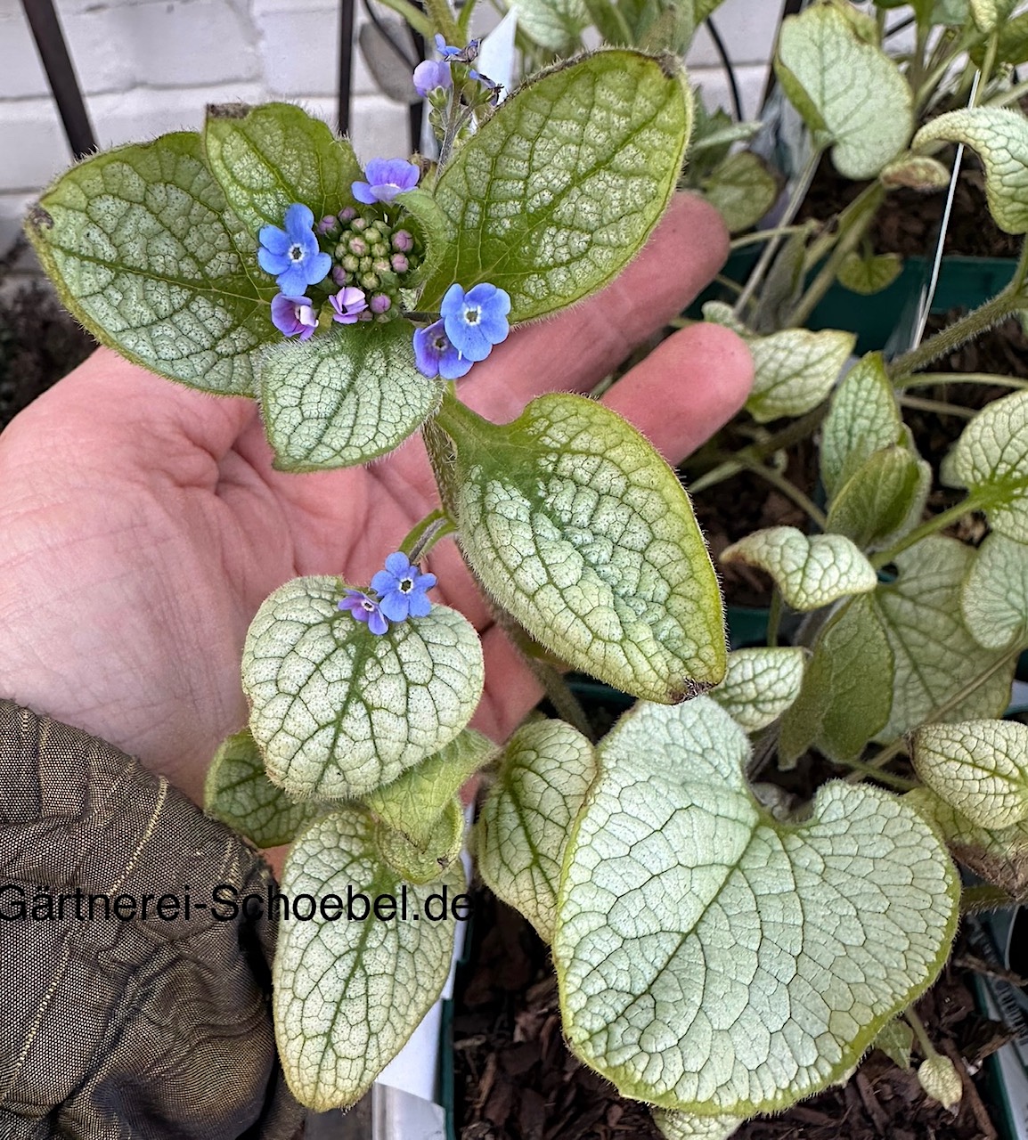 Brunnera macrophylla „Alexandria“ ® (i.11cmT.), Kaukasusvergißmeinicht