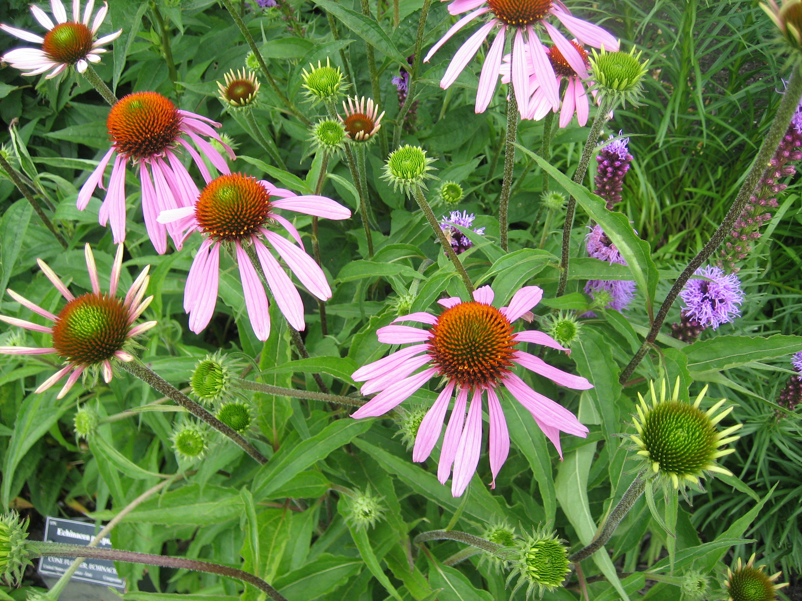 Echinacea purpurea ´Little Magnus` (i.11cm T.) Roter Sonnenhut