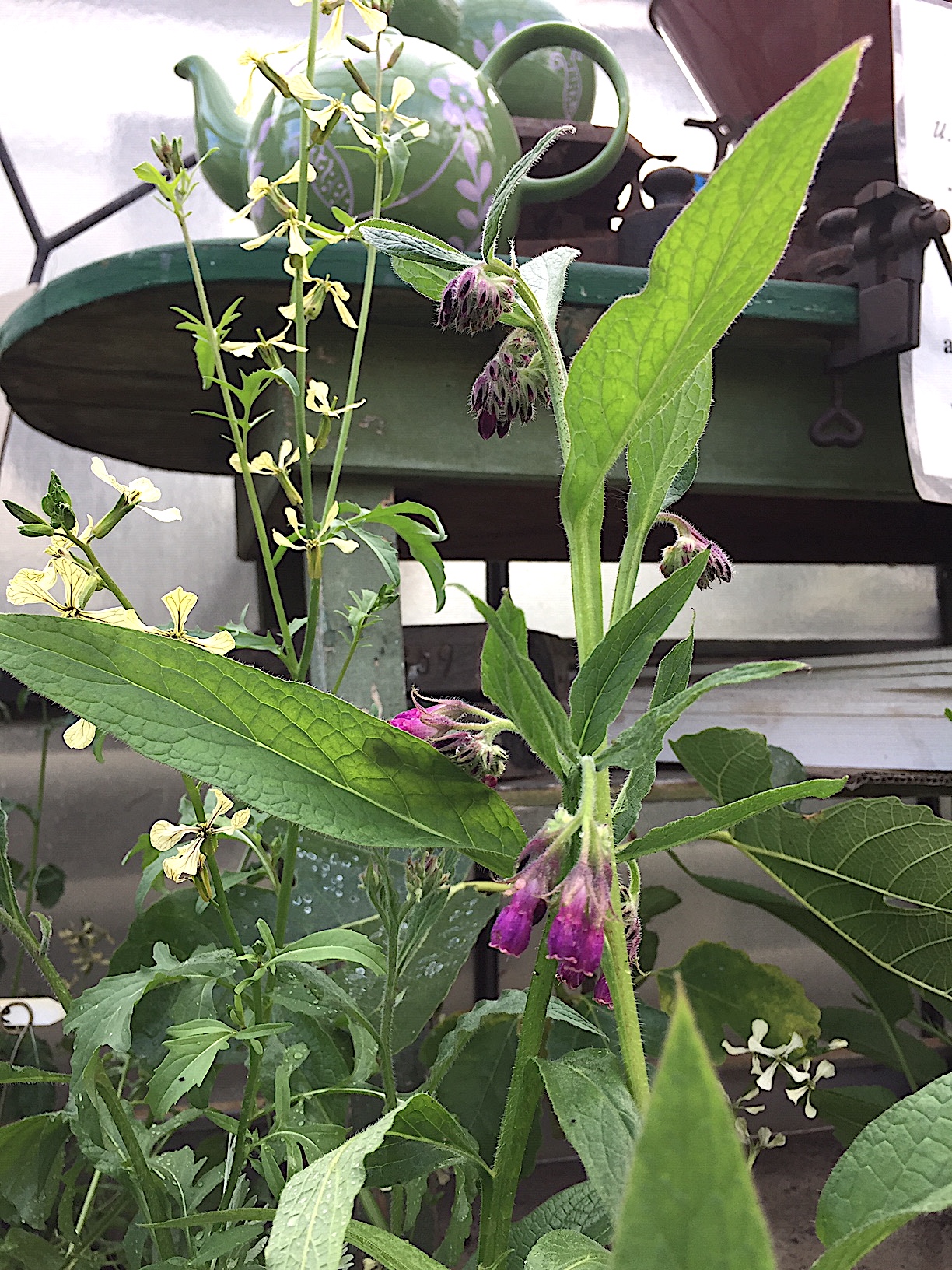 Symphytum officinale (i.12cmT.),Echter Beinwell, Comfrey