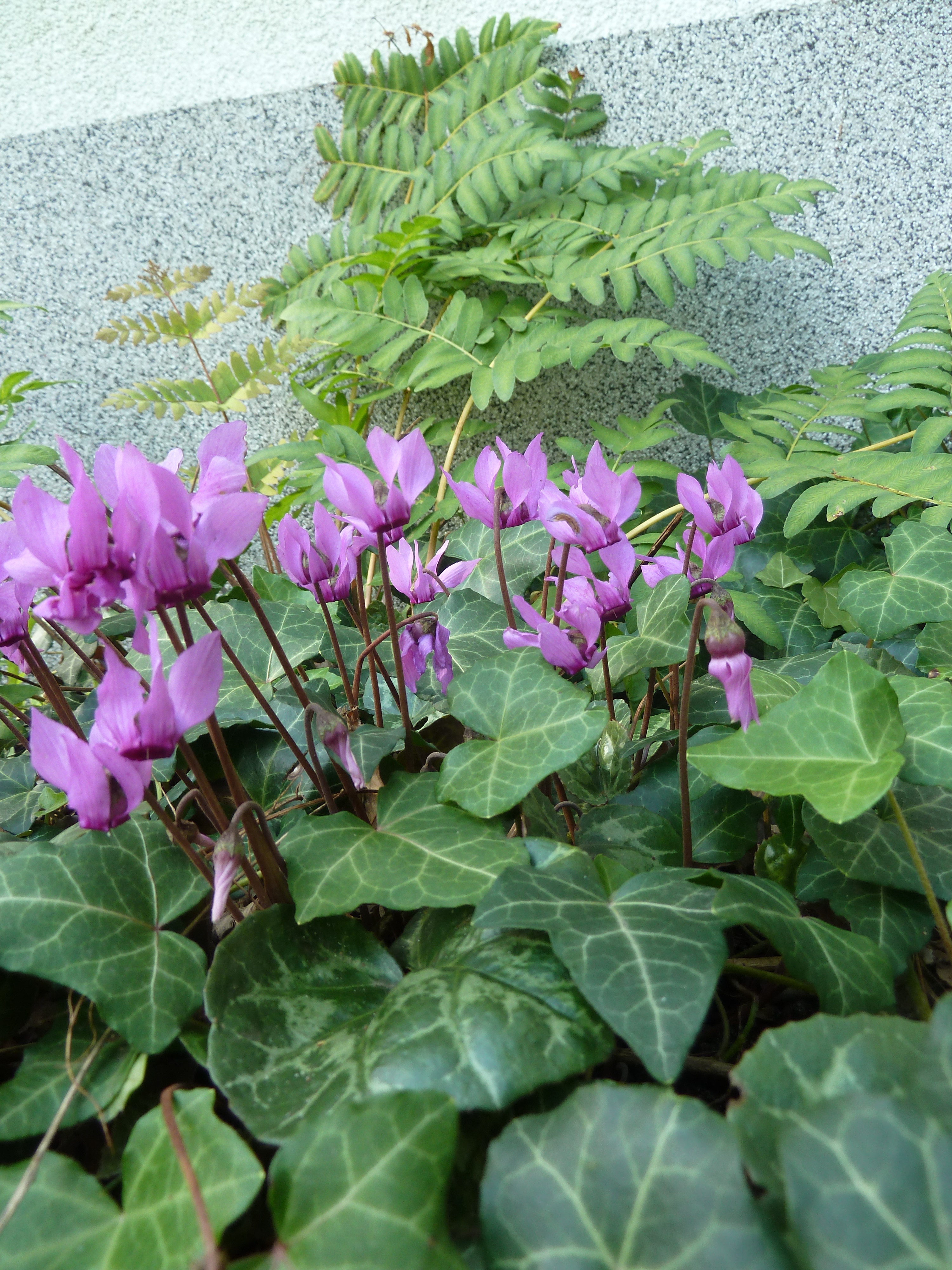 Cyclamen Duft purpurascens i.9cmTopf (im 4 Pack- einzeln 6,50€) Duft Wildalpenveilchen