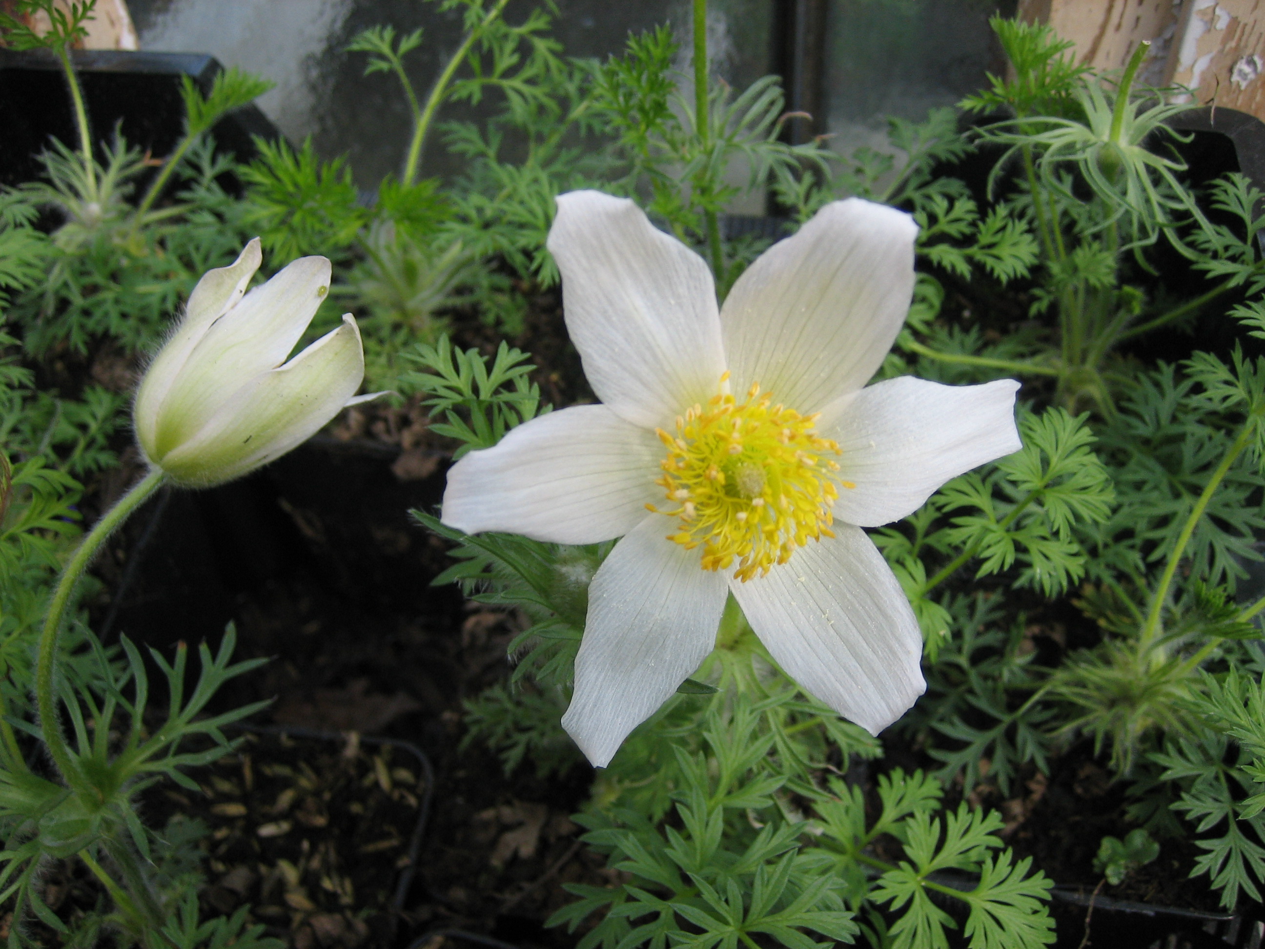 Pulsatilla vulgaris ´Alba`  (im 10-11cm Topf) Küchenschelle