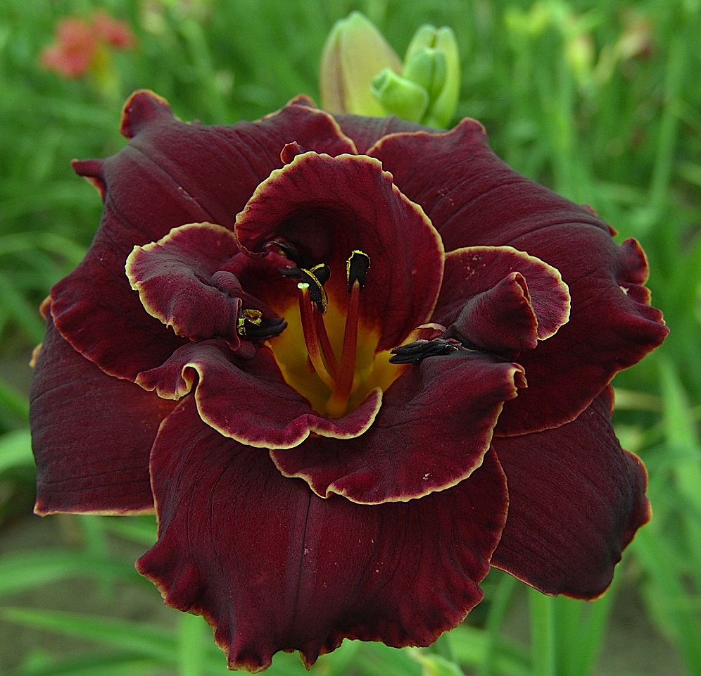 Hemerocallis Hybride "Night Embers" (i.12cmT.) Duft Taglilie