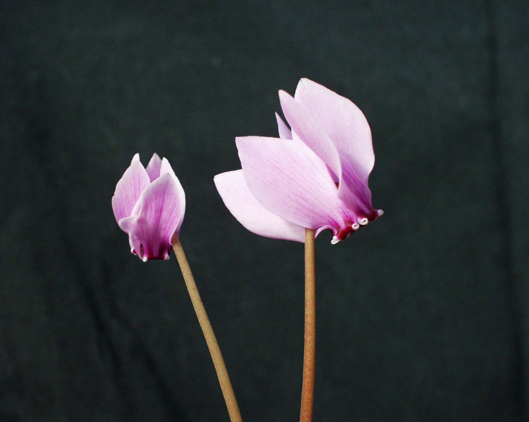 Cyclamen hederifolium  "Großblütig rosa Var." (i.9cmT.)
