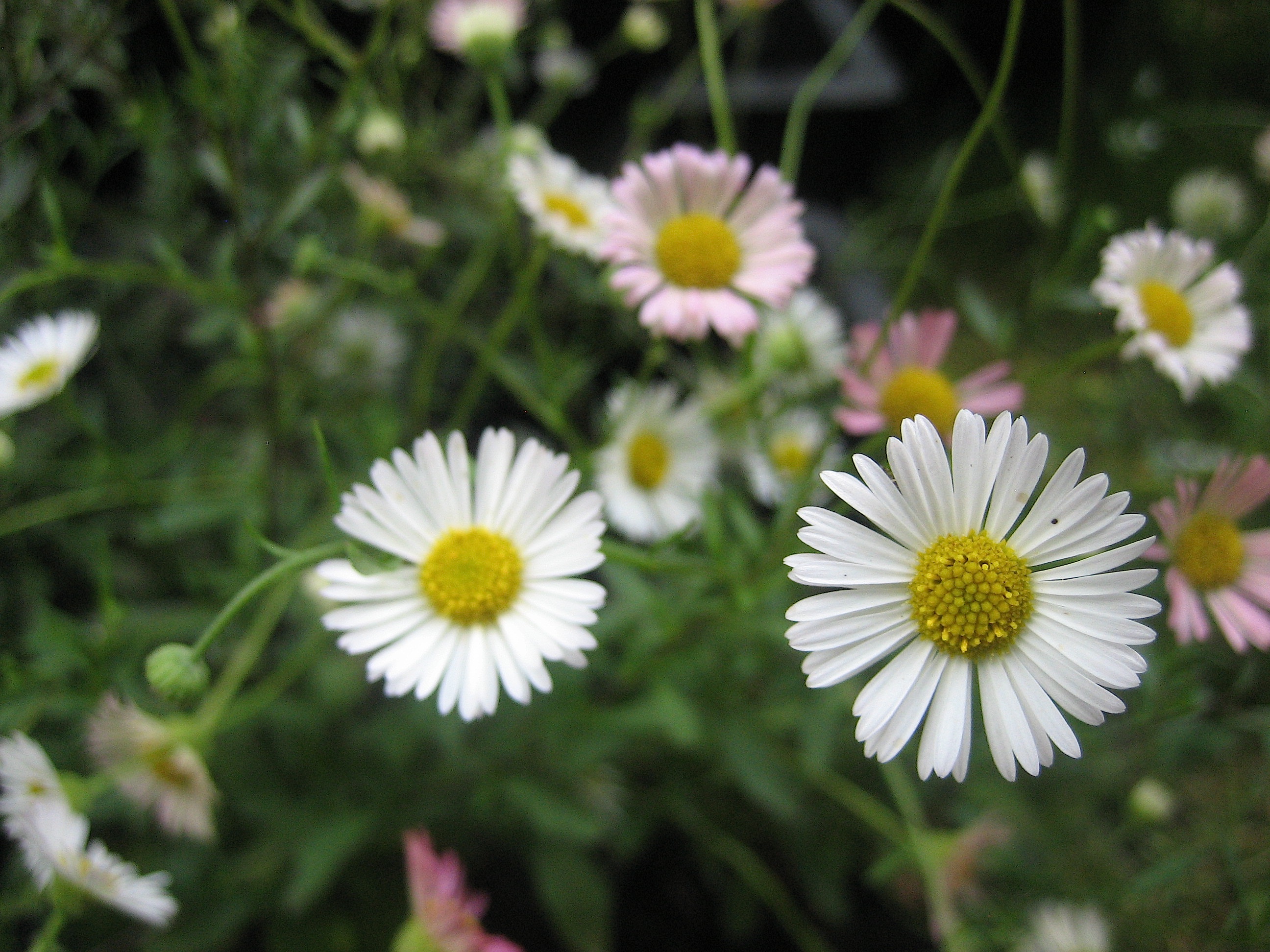 Erigeron karvinskianus (i.9-10cmT.) Spanisches Gänseblümchen