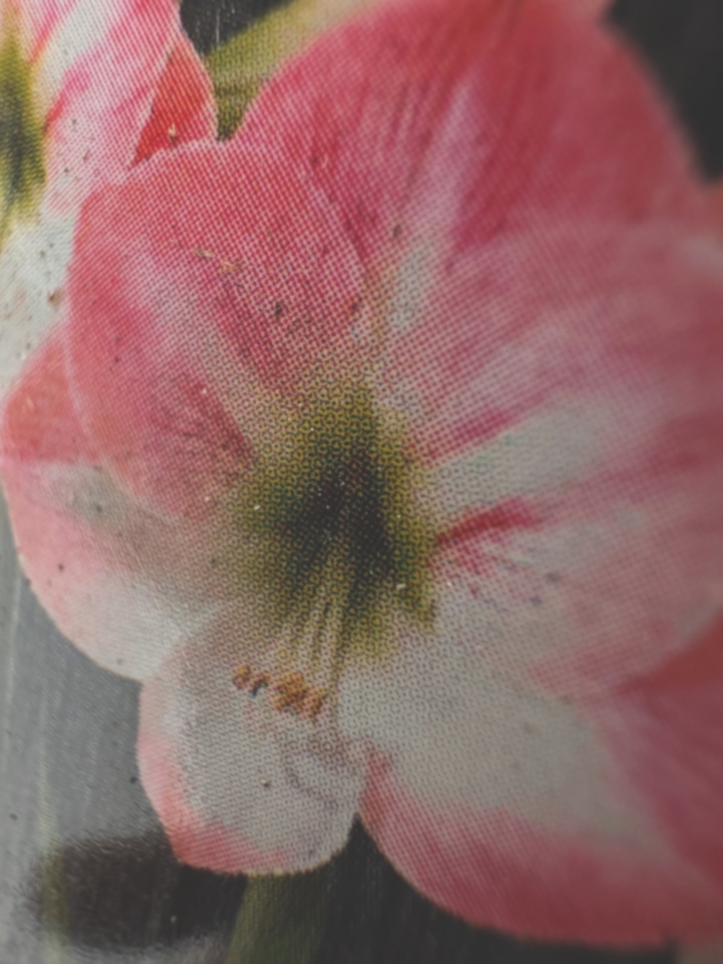 Amaryllis- Hippeastrum rosa - weisse (dicke Zwiebeln ), Ritterstern