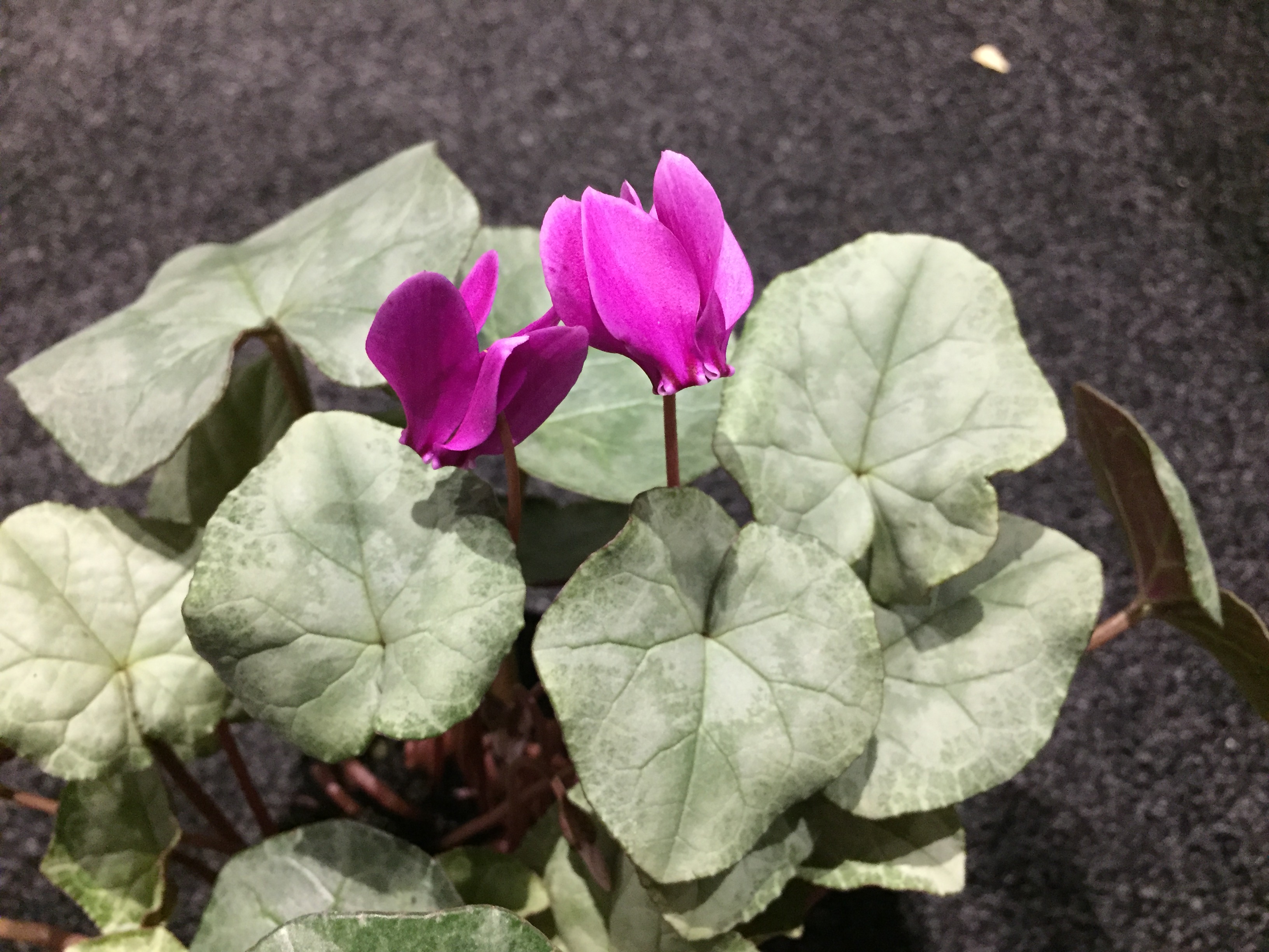 Cyclamen hederifolium  „Silverleaf, kräftig rosa“ (i.9cmT.), Silberveilchen