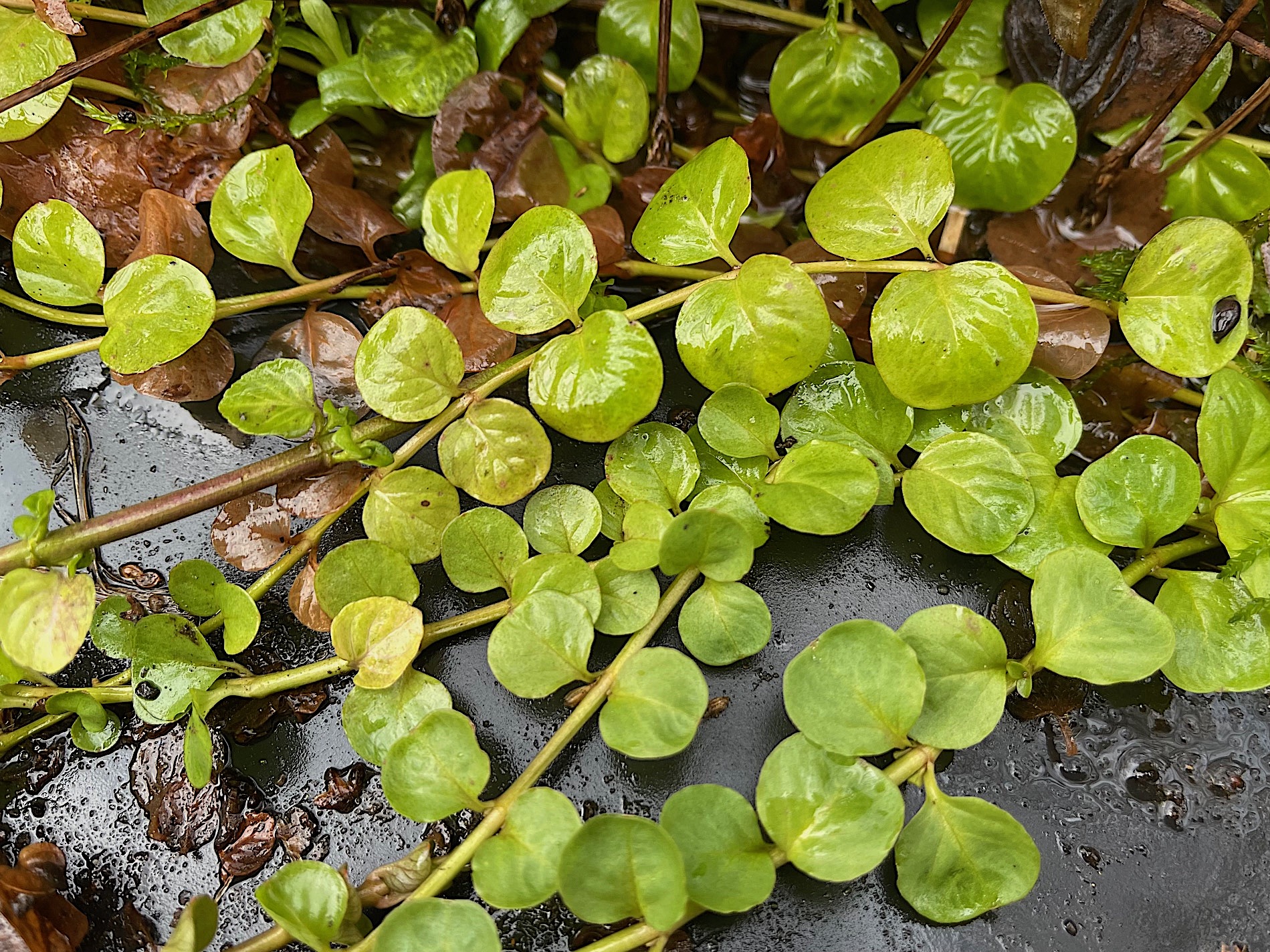Lysimachia nummularia (i.9cmT.), Pfennigkraut