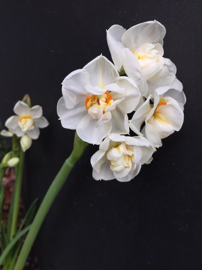 Narzissus „Bridal Crown“(ca 4Zwiebeln i.12 cmT.), Duft Narzisse