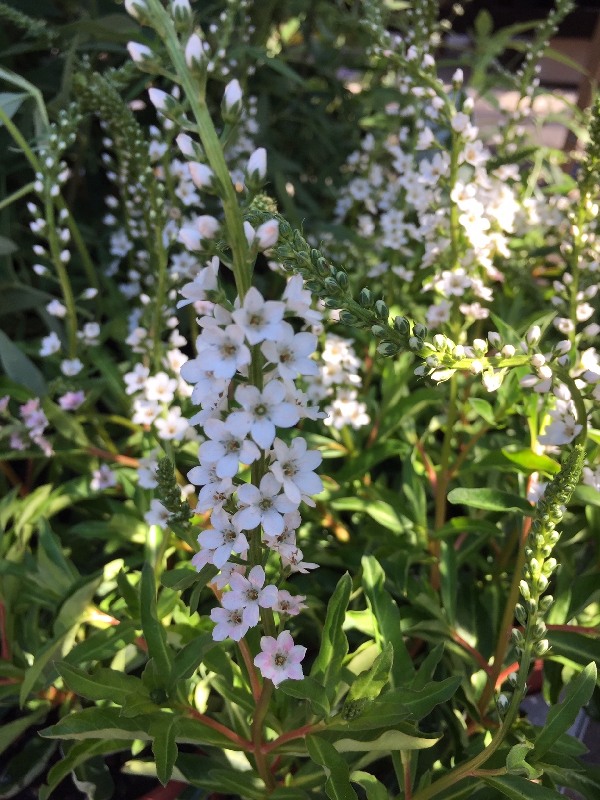 Lysimachia clethroides "Autumn Snow", Schneefelberich (i.12 cmT.)