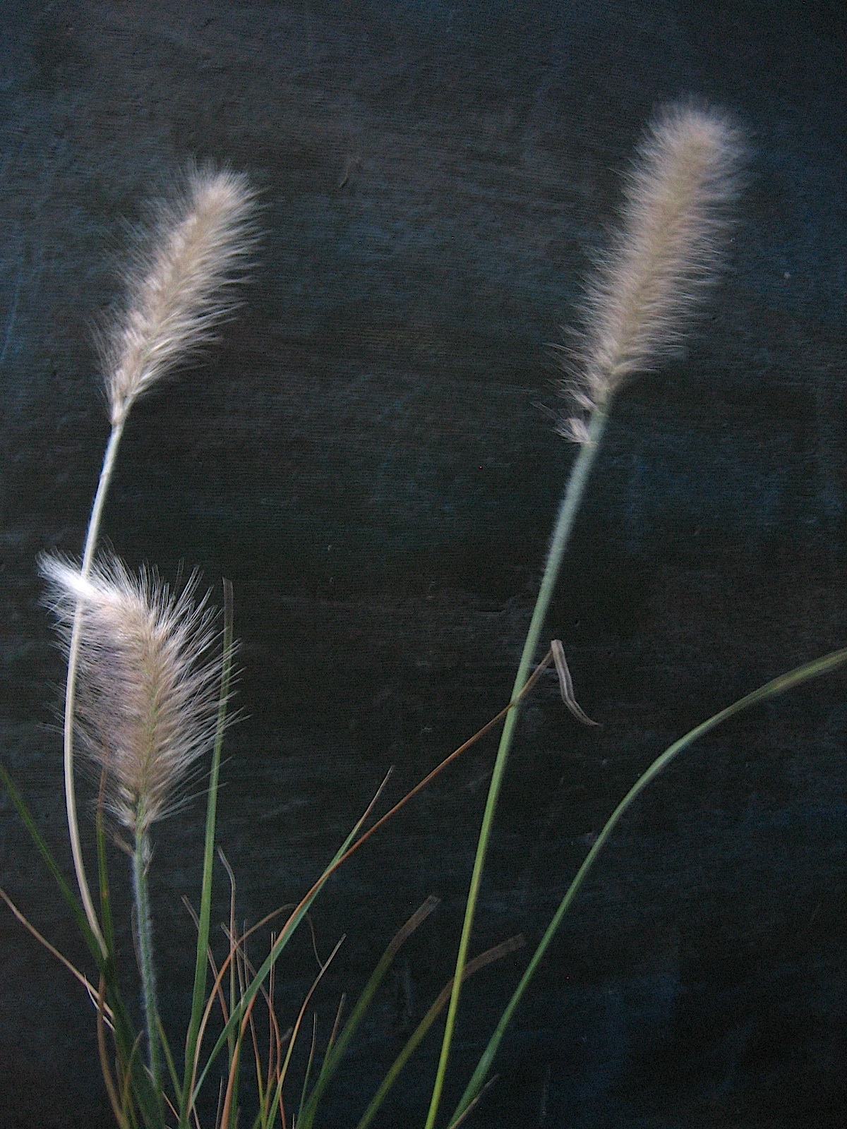 Pennisetum alopecuroides „Hameln“ (i.3 lT.) Lampenputzgras