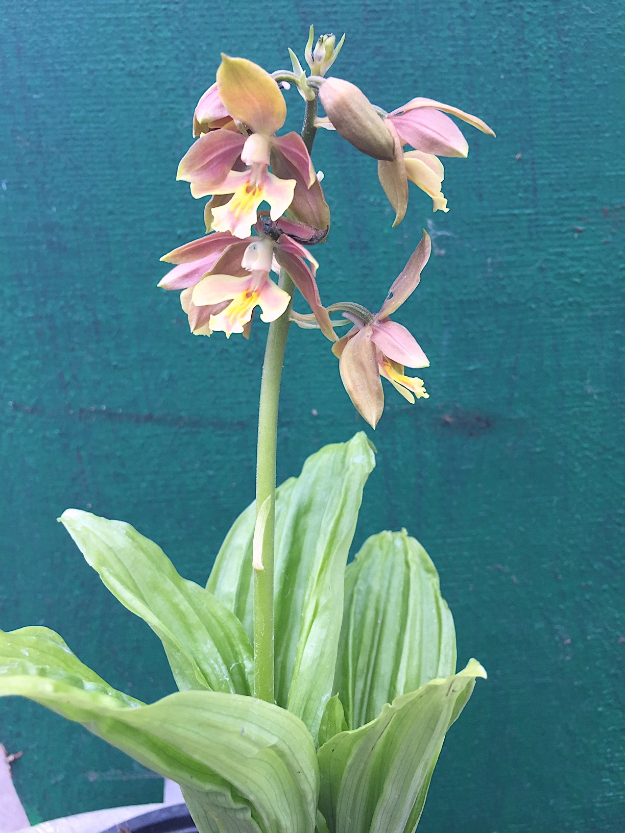 Calanthe sieboldii "braun mit gelber Mitte" (i.13cmT.)