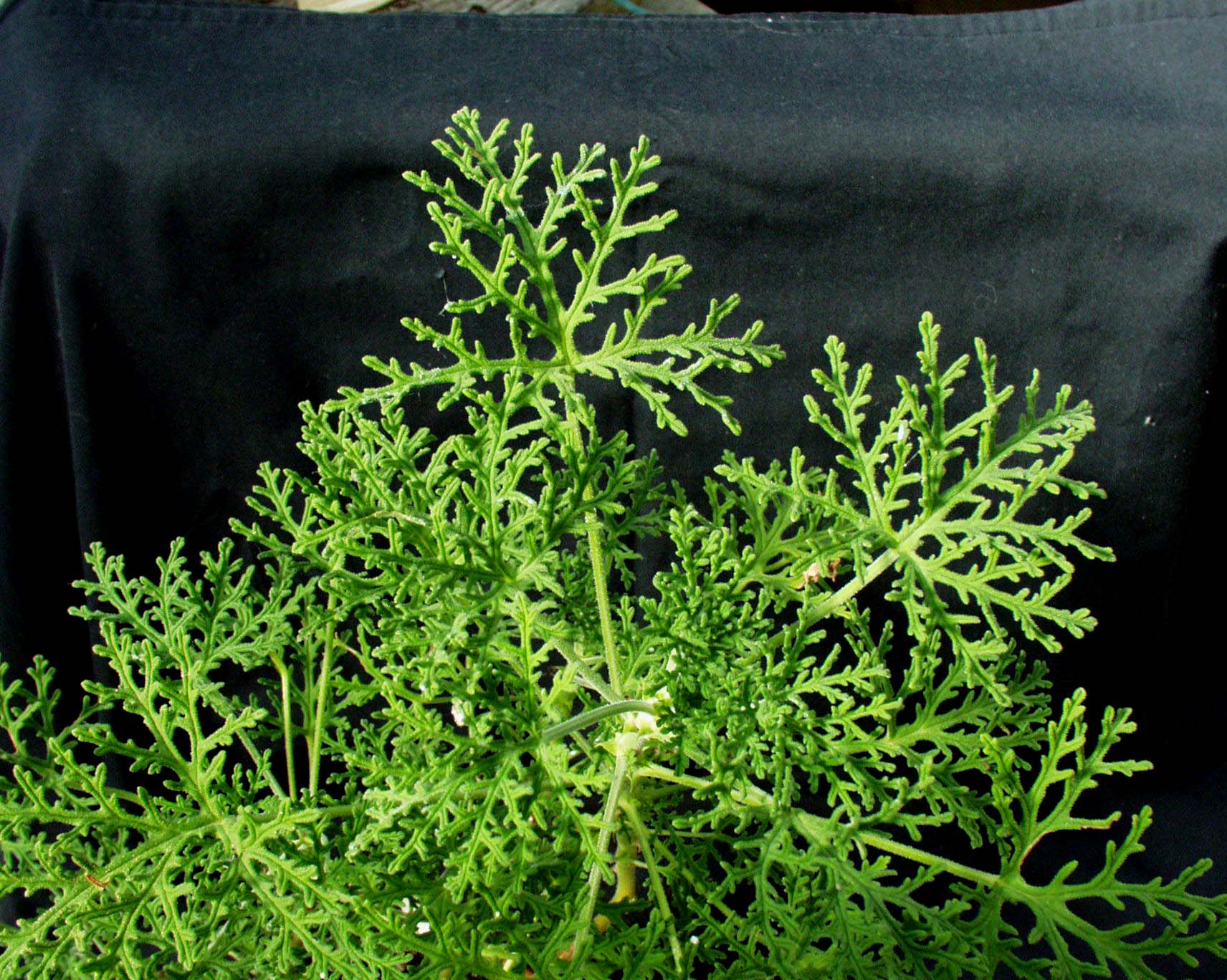 Pelargonium radens (i.9-10cmT.)