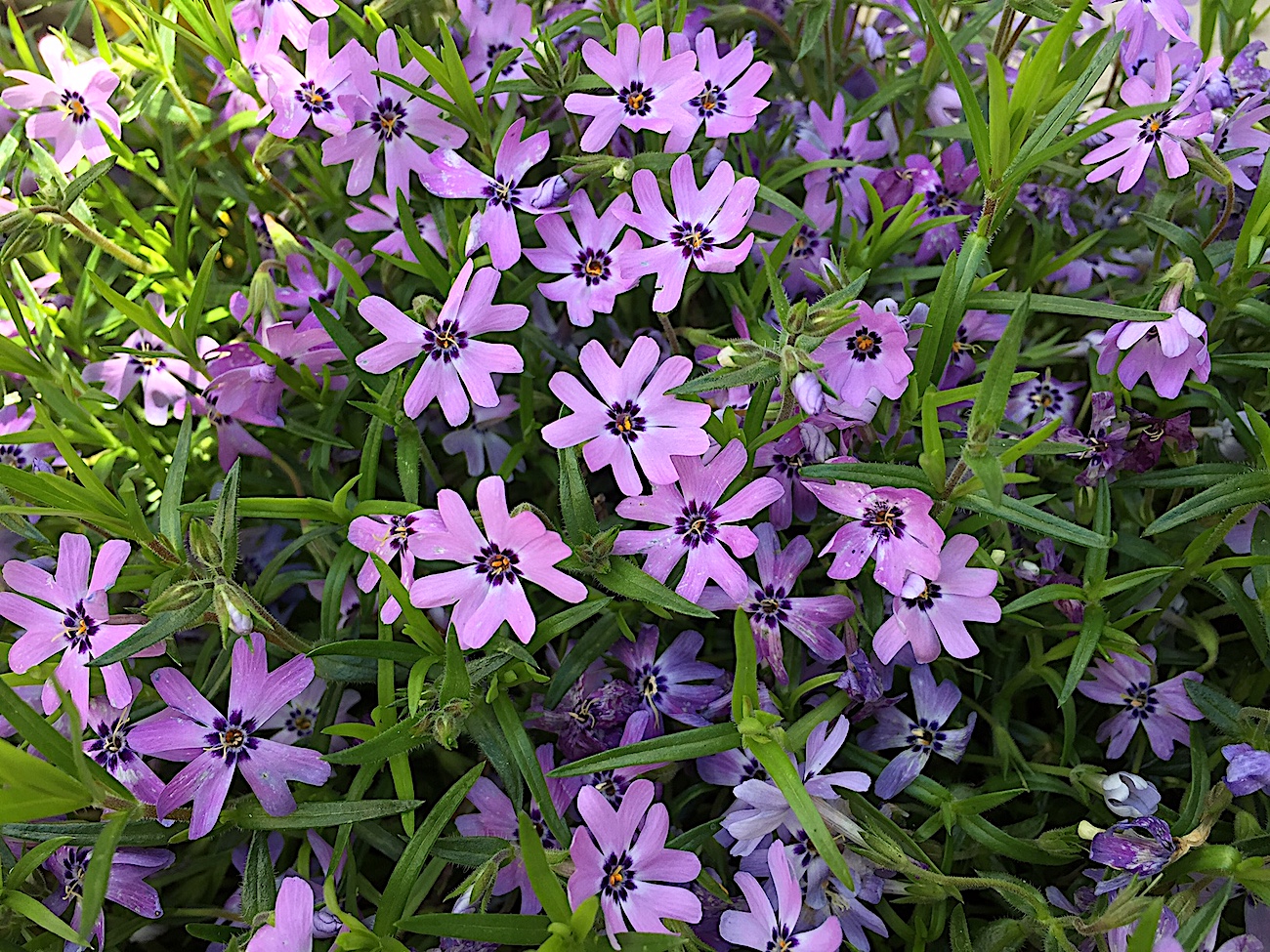 Phlox douglasii „lila“ (i.12cmT.)