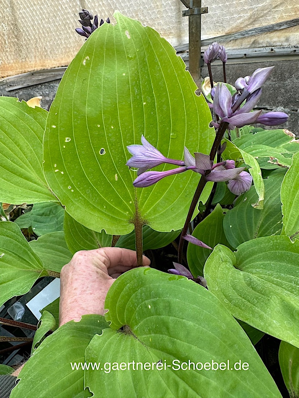 Hosta  nakaiana "Purple Heart"® (i.9cmT.) Funkie