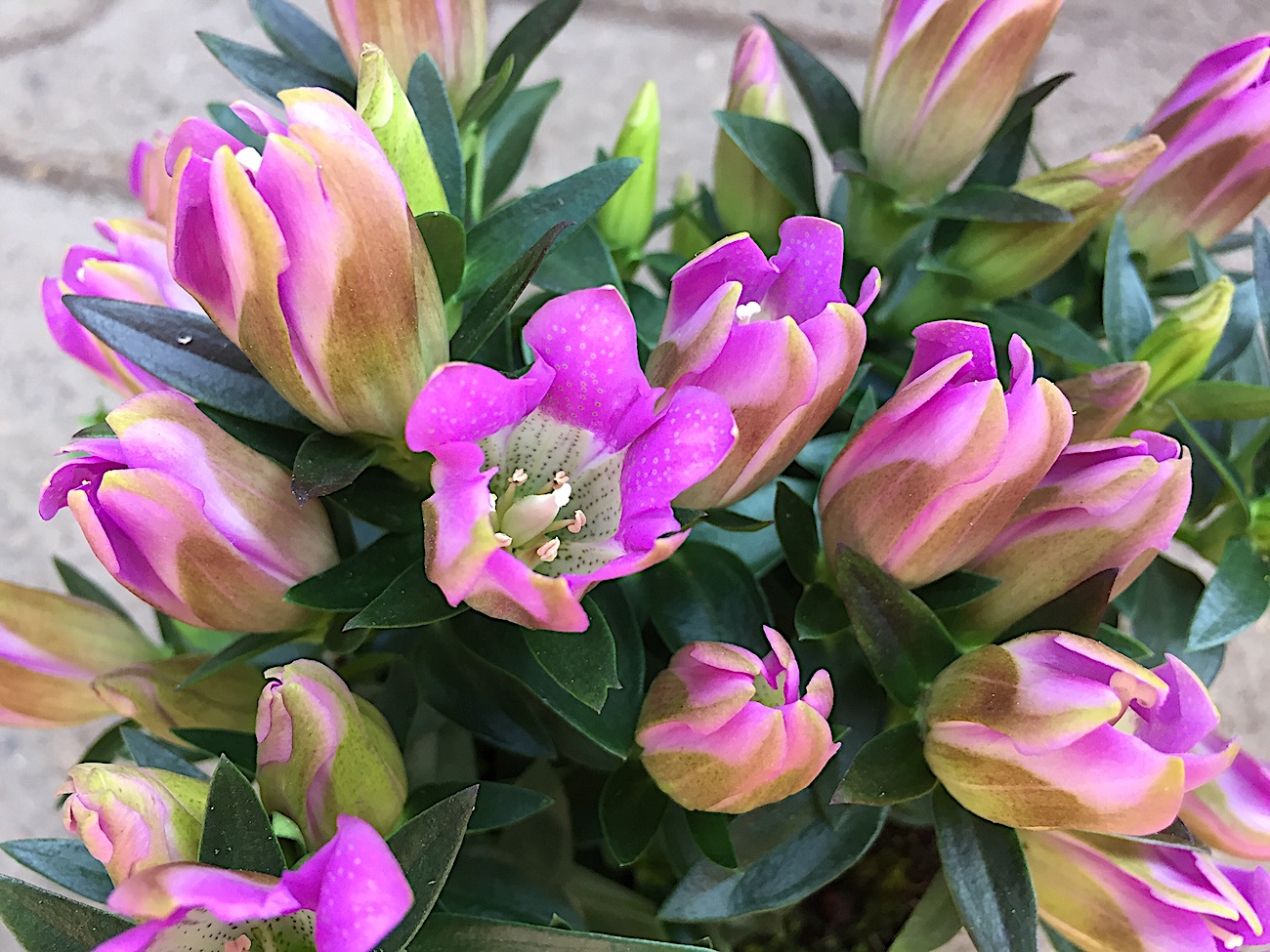 Gentiana makinoi „Little Pinkie“ (i.11cmTopf), Enzian