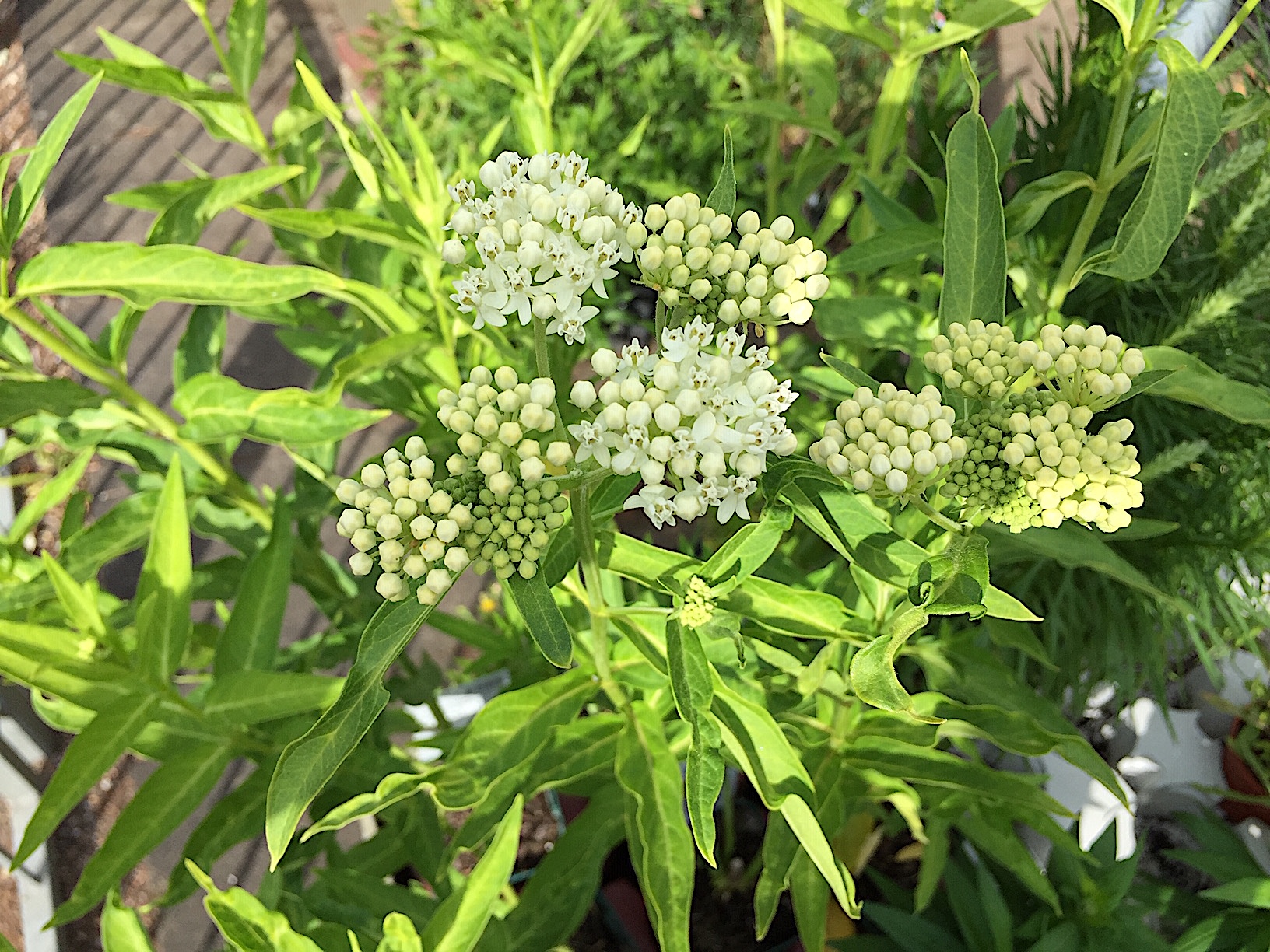 Asclepias incarnata „Ice Ballet“ (i.12cmT.), Seidenpflanze