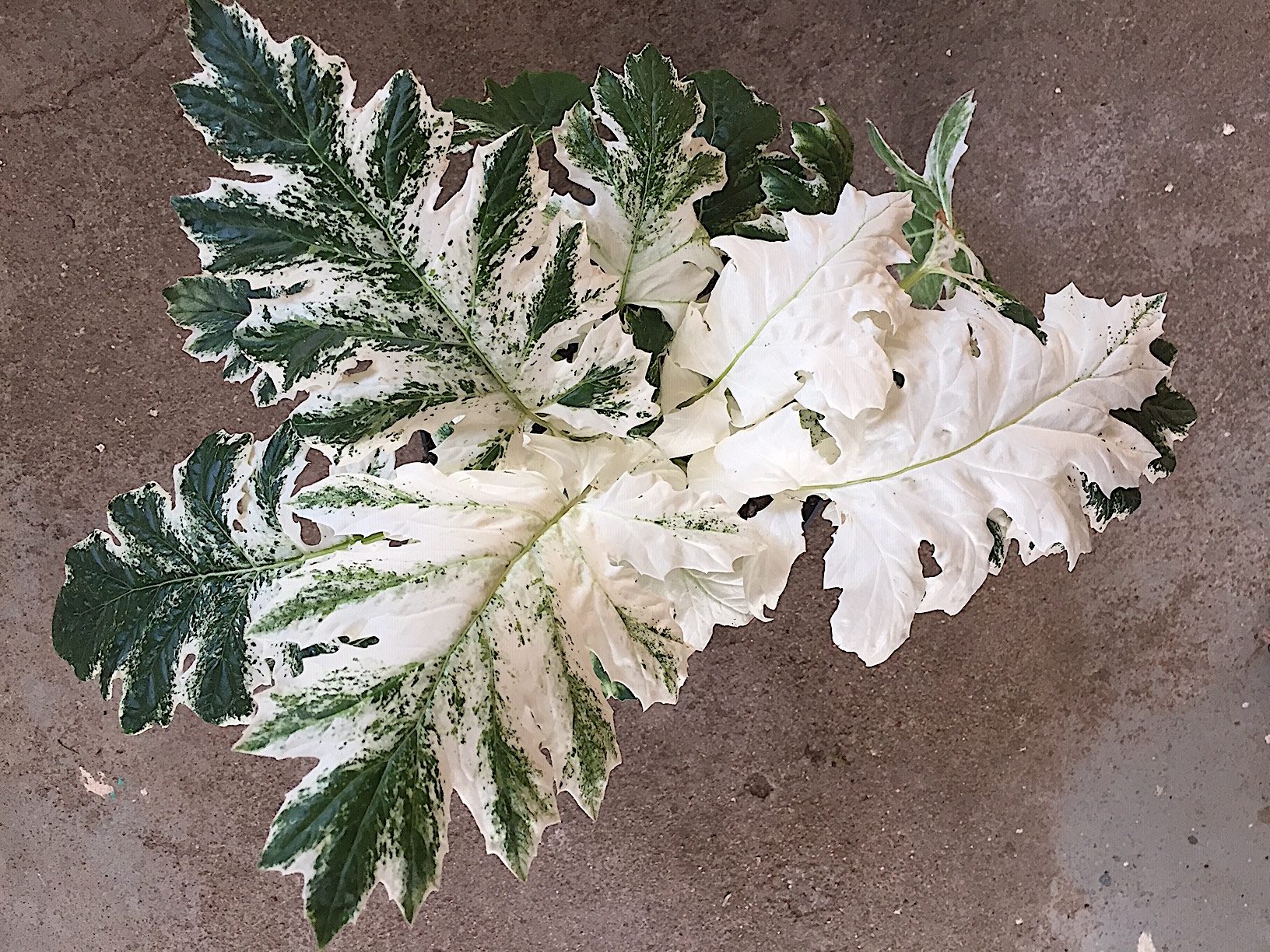 Acanthus mollis „White Water“ ® (i.14cmT.)