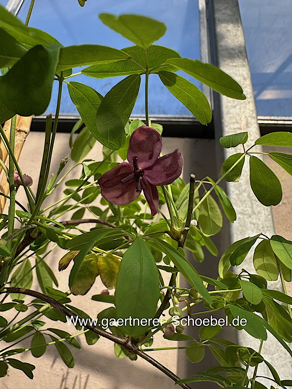 Akebia quinata (i.2lT.) Blaugurkenwein