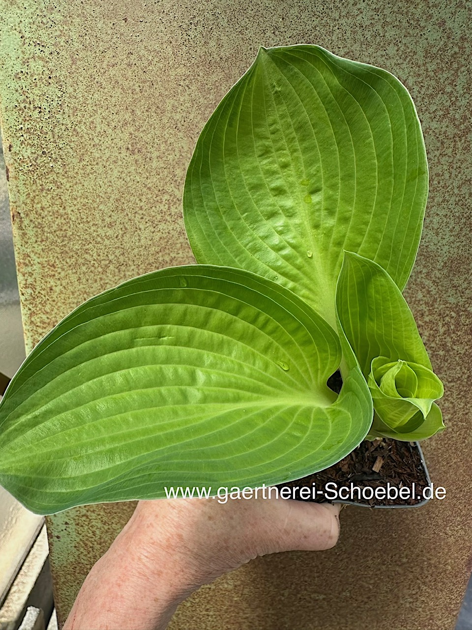 Hosta  "Paradigm" (i.9cmT.) Funkie