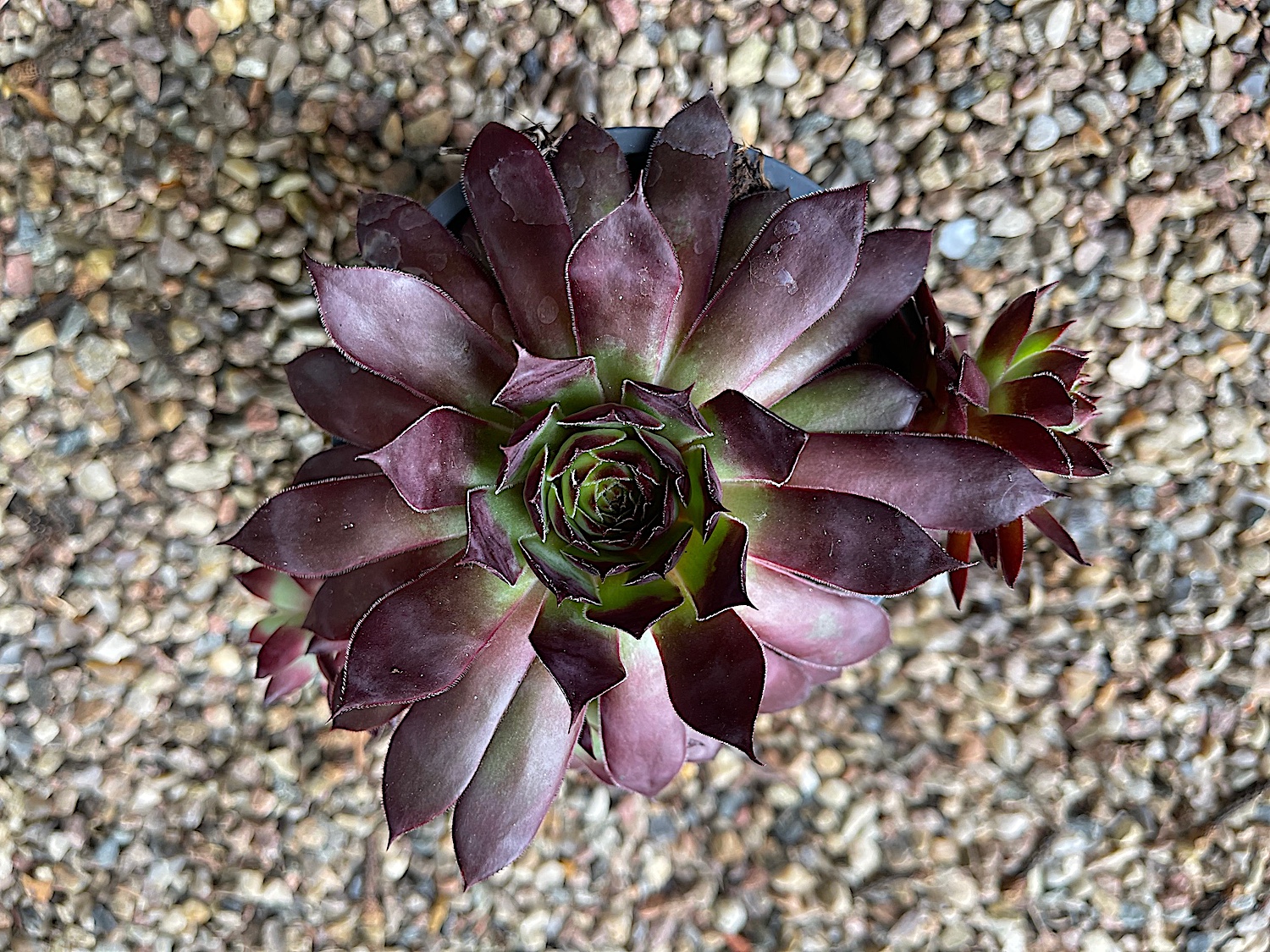 Sempervivum (i.9-11cmT.) rotlaubige Variationen