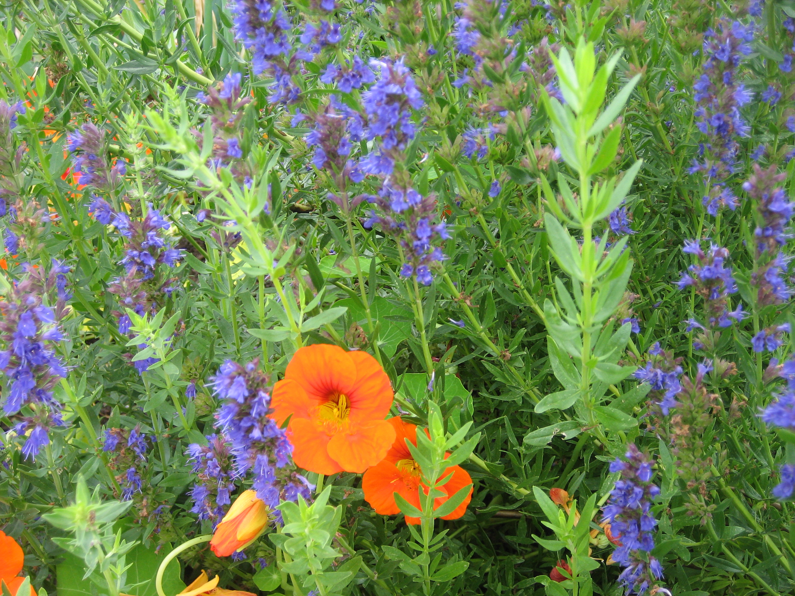Hyssopus officinalis (i.9cmT.) Ysop blau