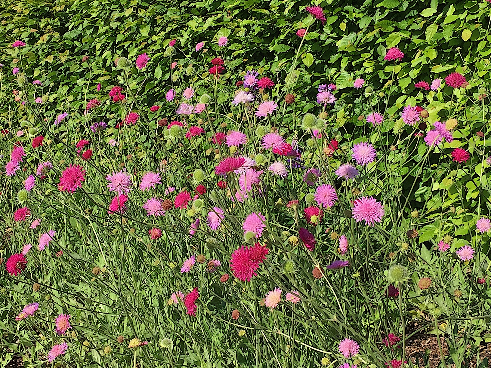 Knautia macedonica Mix (i.ca 11cmT.) Witwenblume