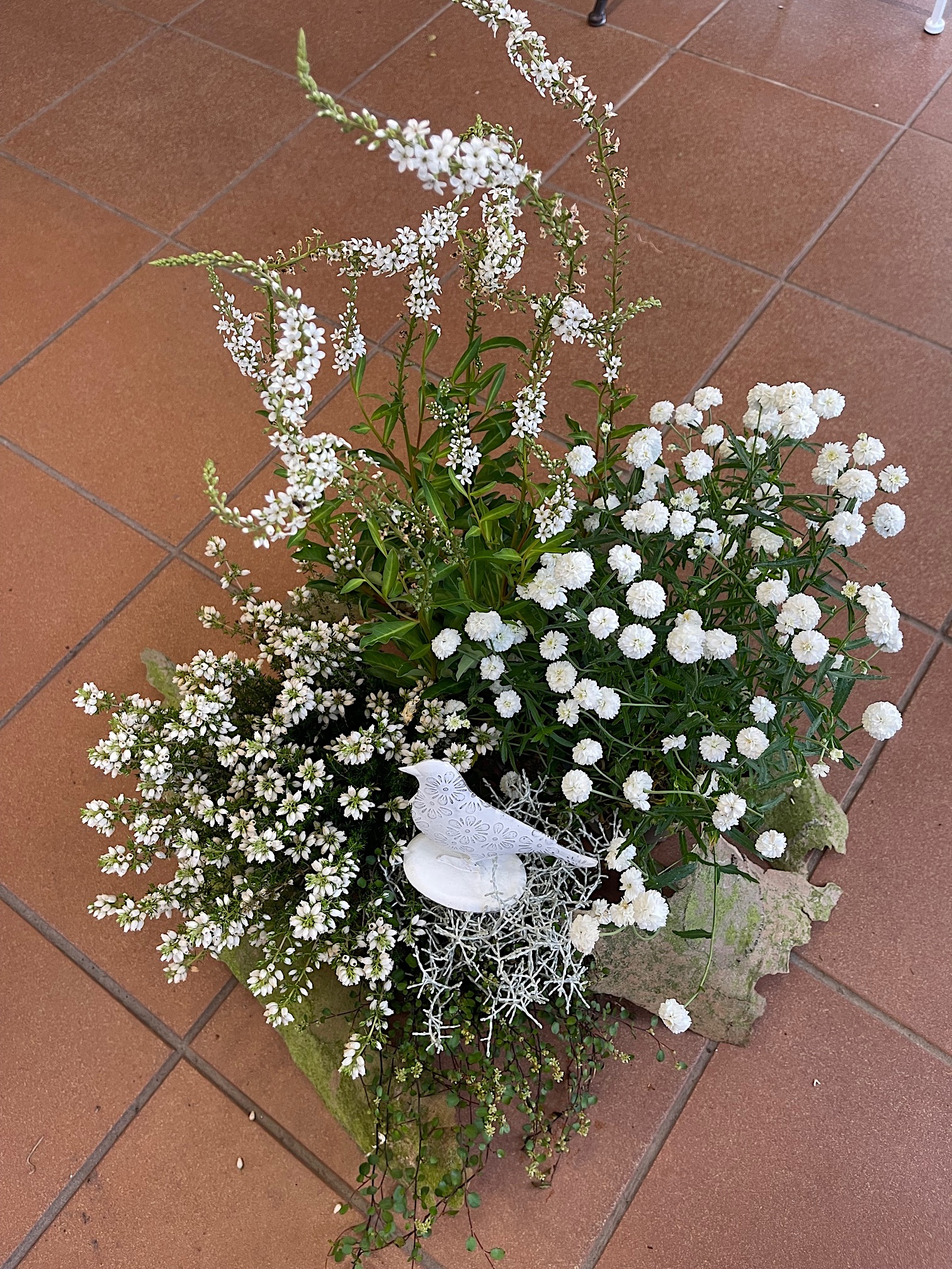 Kühles weiss  Spätsommer  (i.11-13 cmTopf)