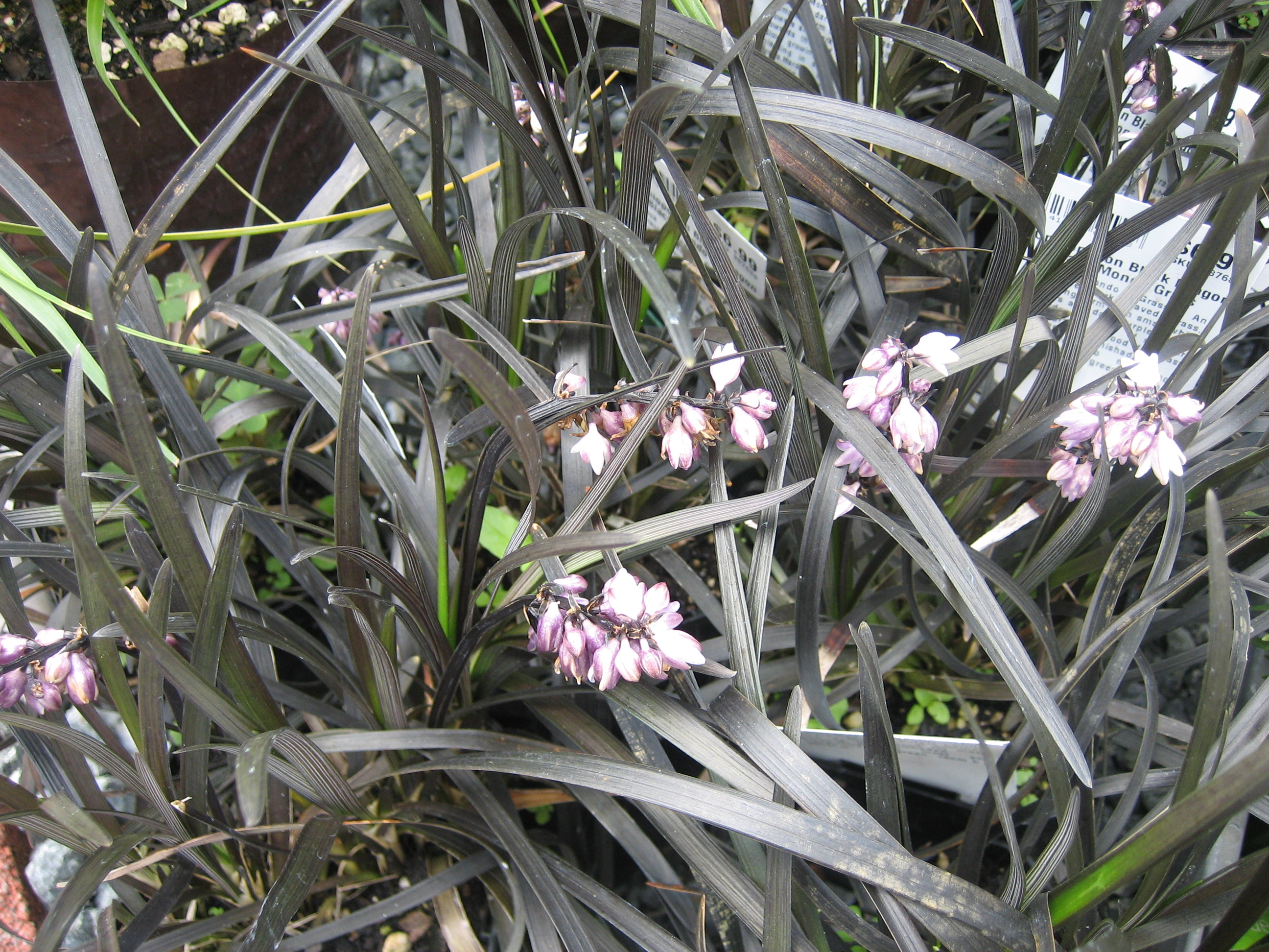 Ophiopogon planiscapus Niger(i.9-10cm T.) Schlangenbart, schwarzer