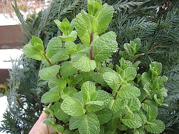 Mentha „Mojito“(i.12-13 cmT.), Minze