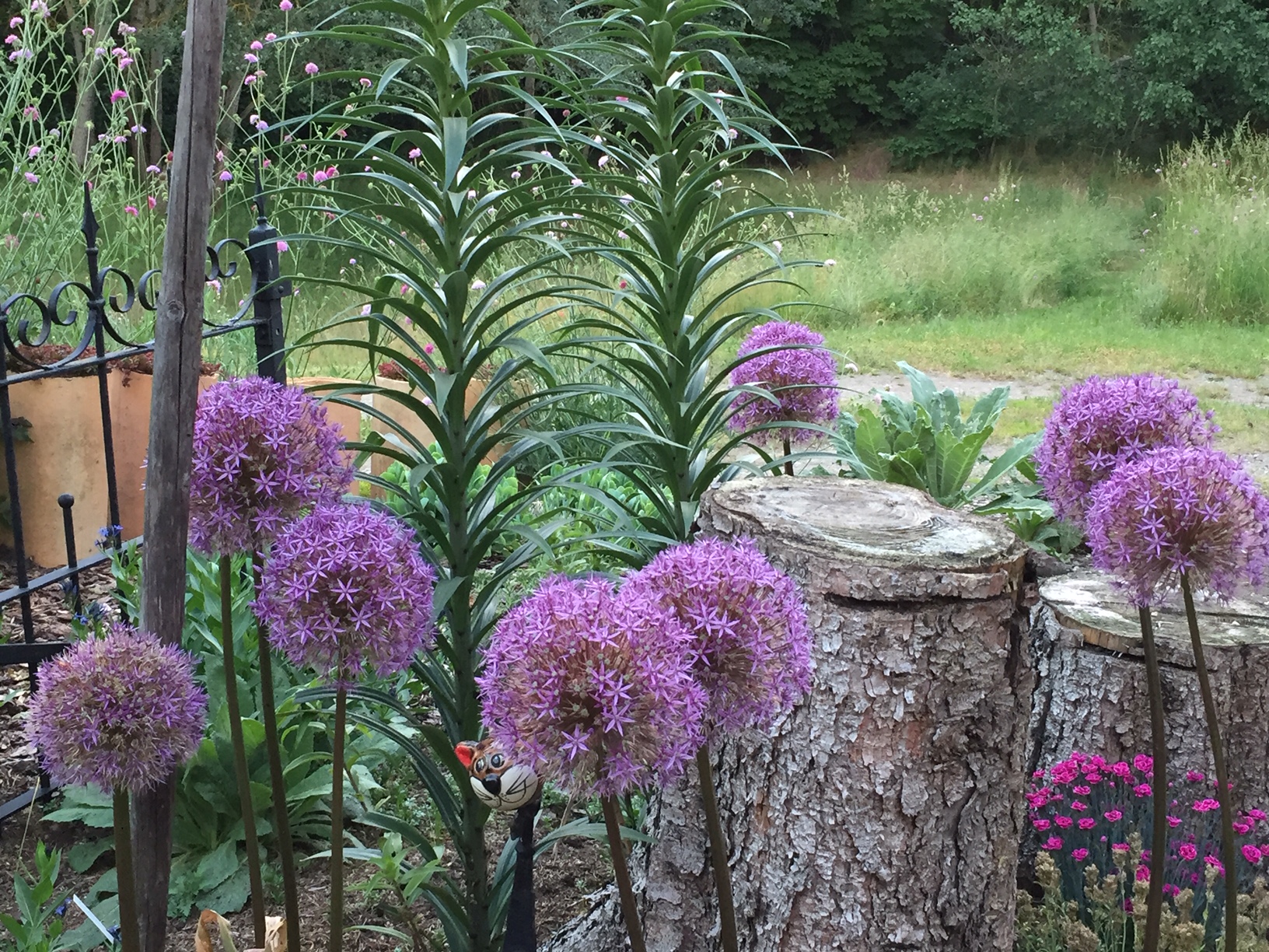 Allium „Globemaster“ (1 Zwiebel )Zierlauch