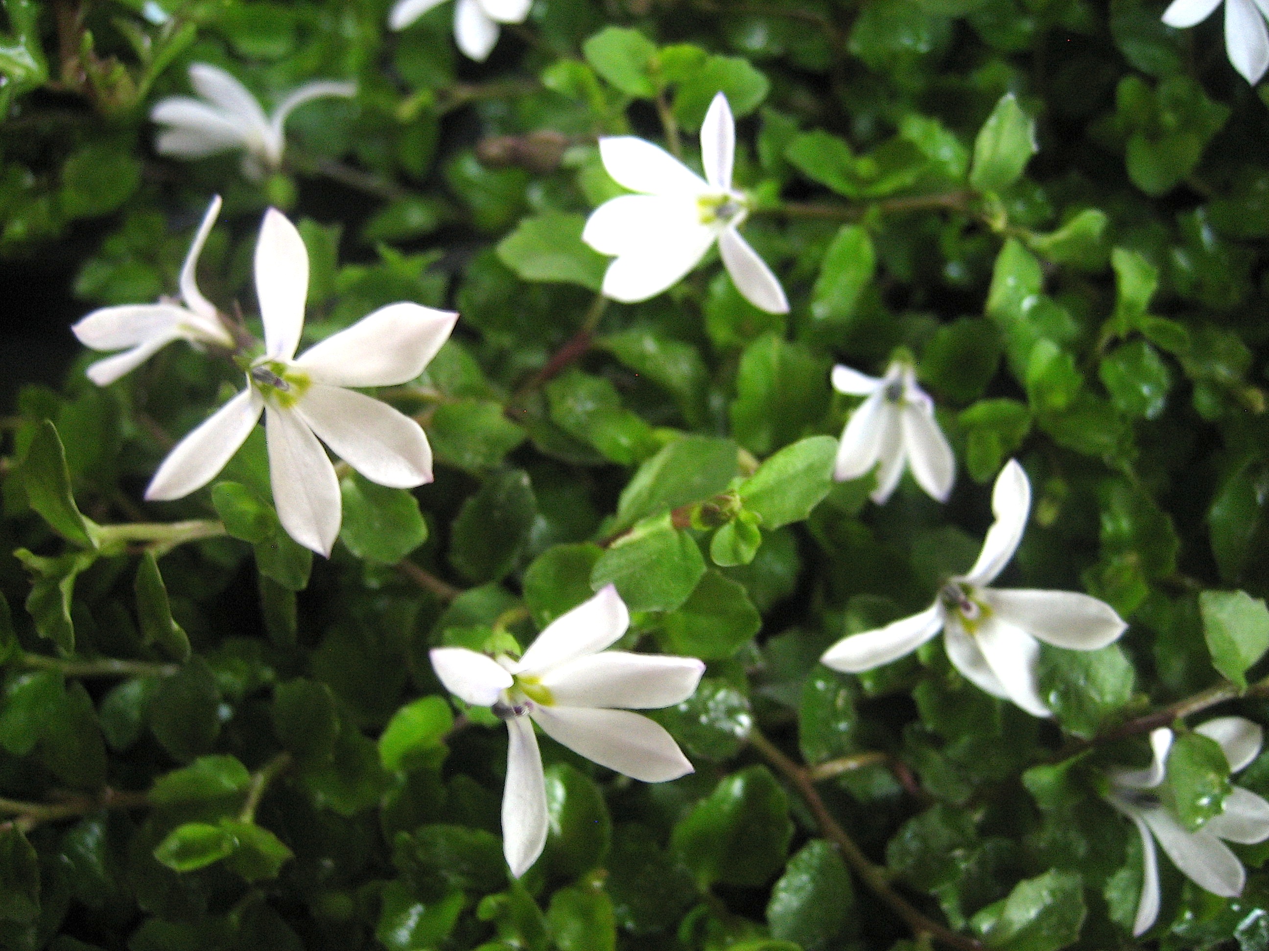 Pratia perpusilla (i.11cm T.)aus Neuseeland Lobelia