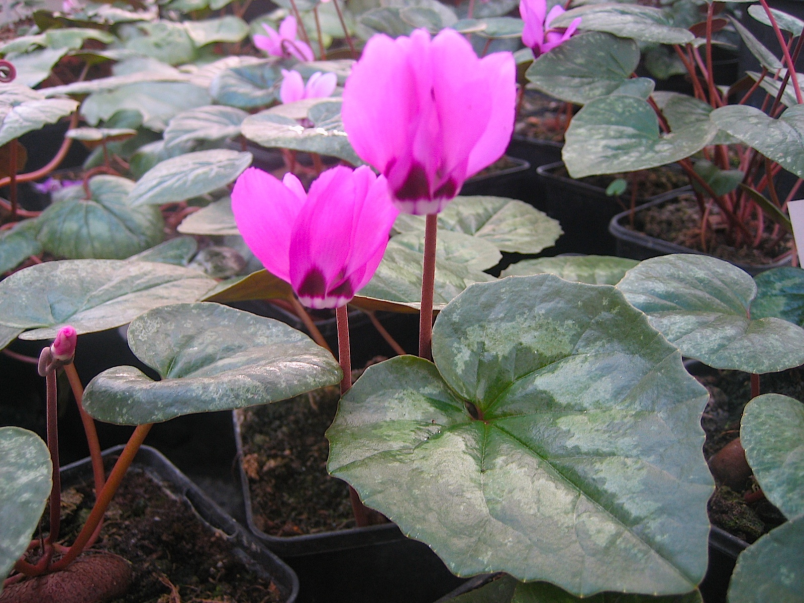 Cyclamen Duft pseudibericum (i.9cmTopf)
