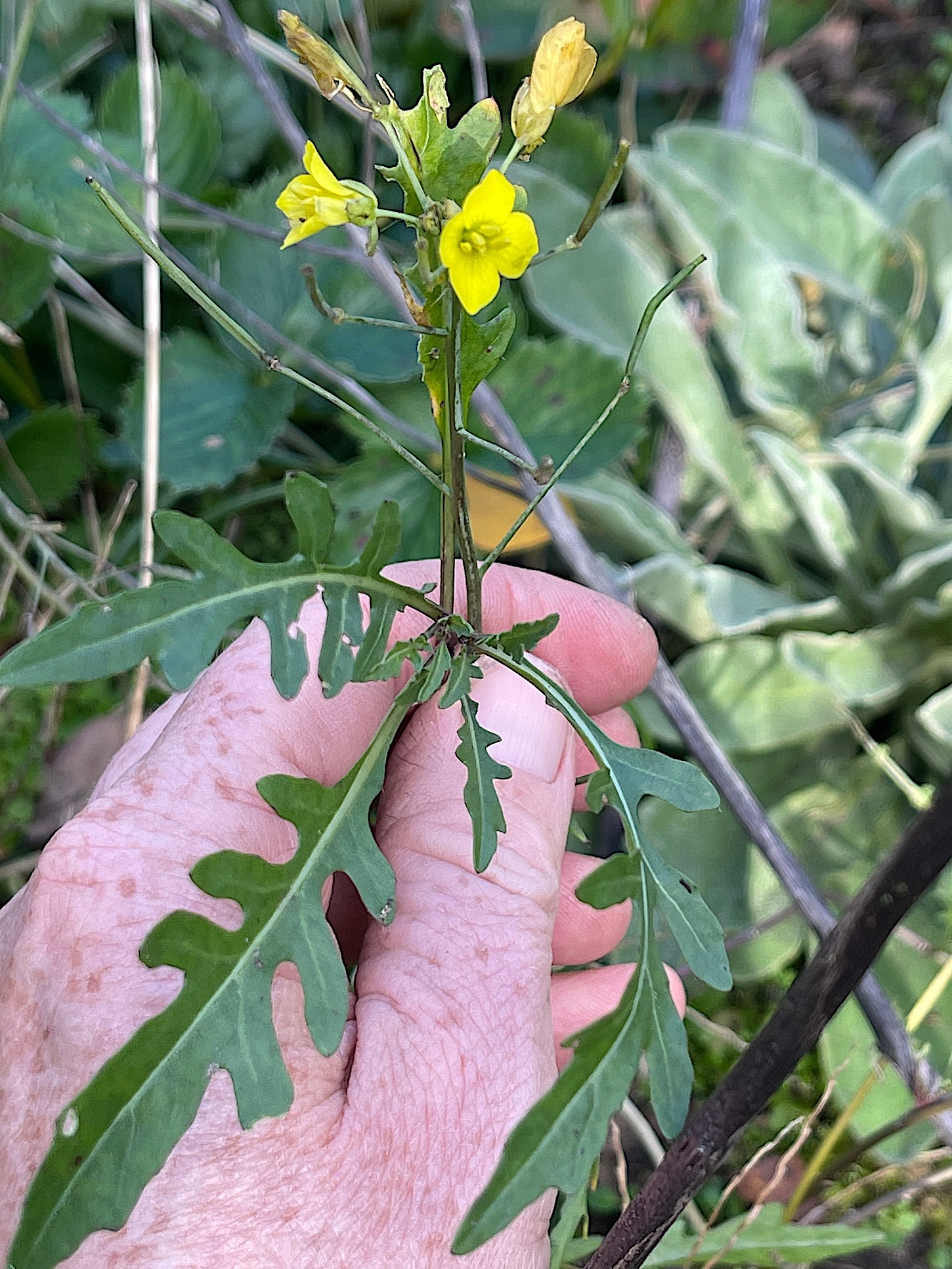 Diplotaxis tenuifolia (i.9cm T.) Wilde Rauke