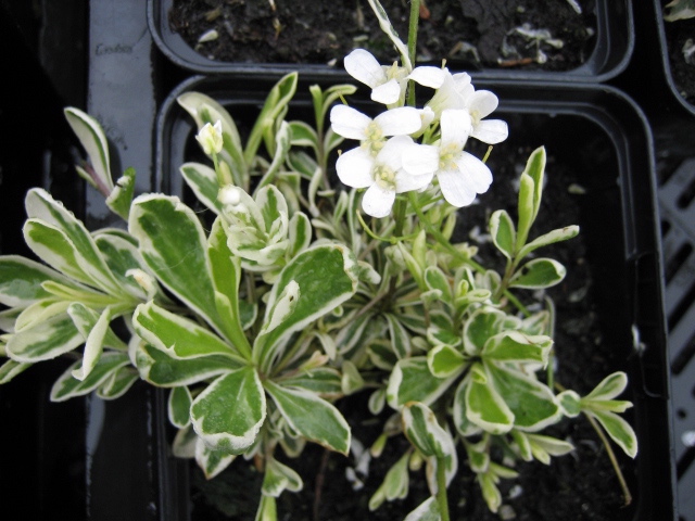 Arabis ferdinandi-coburgi ''Variegata'(i.9cmT.) Mazedonien-Gänsekresse