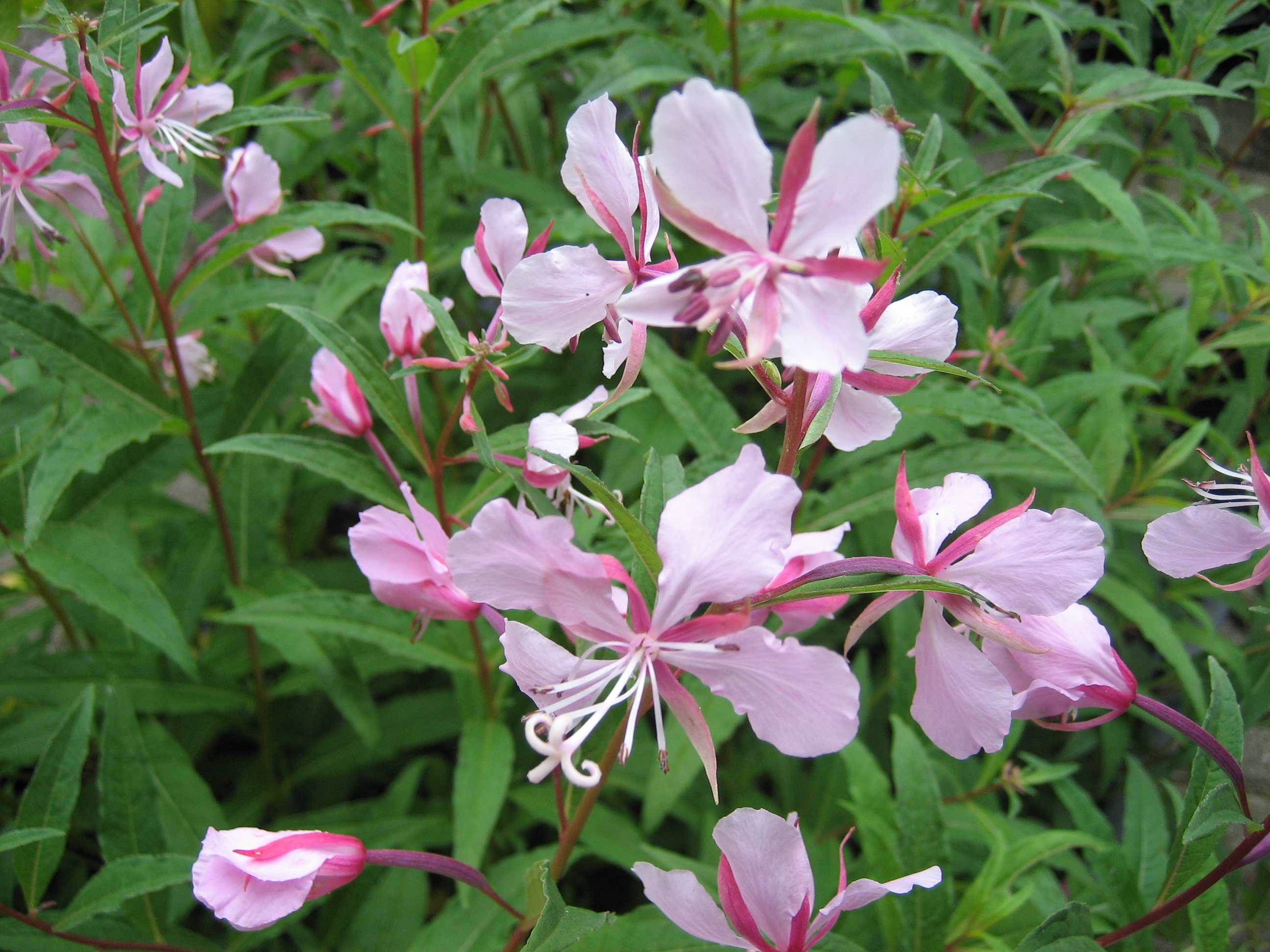 Epilobium angustifolium ´Stahlrose`(9cmT.) Weidenröschen